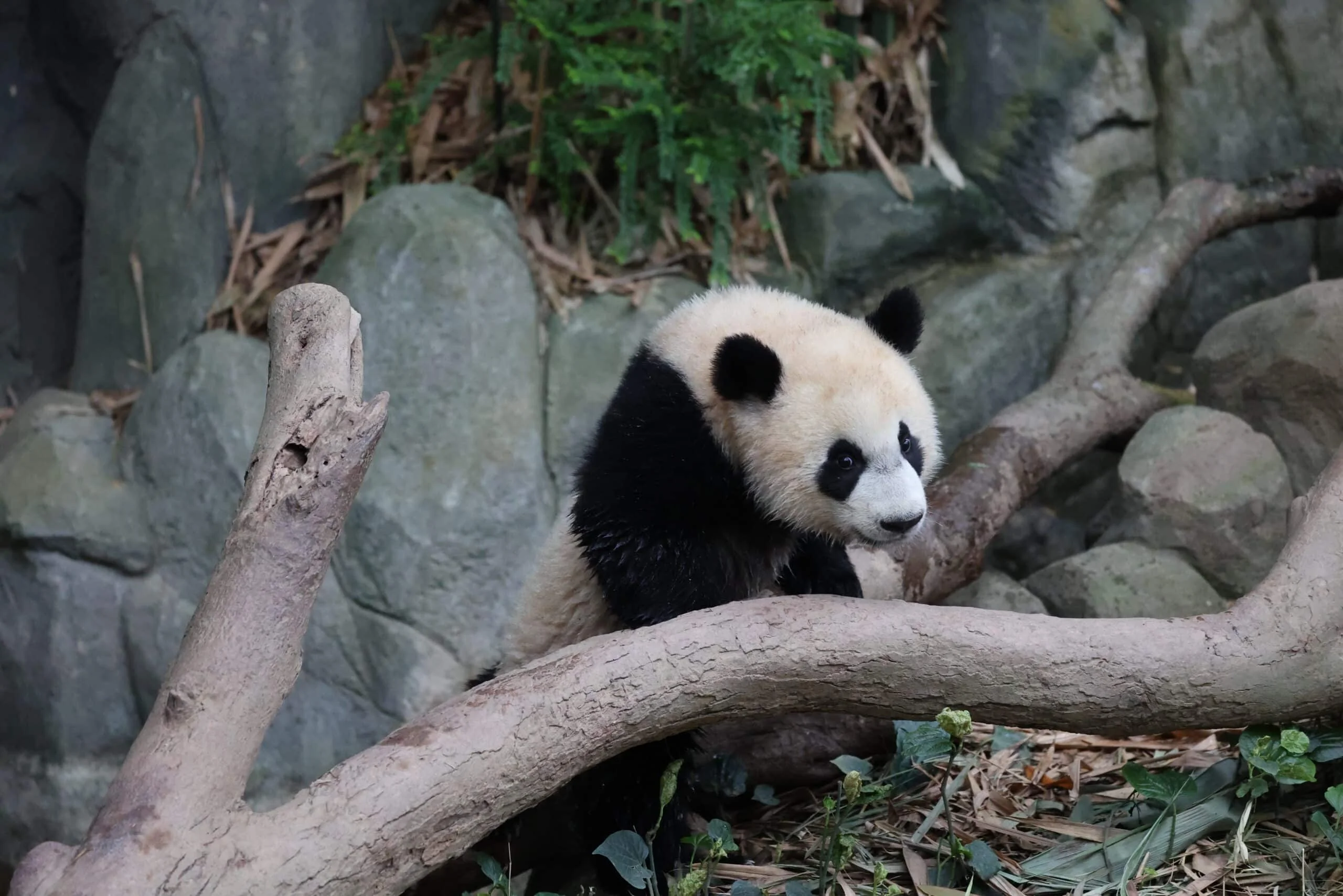 Mandai River Wonders