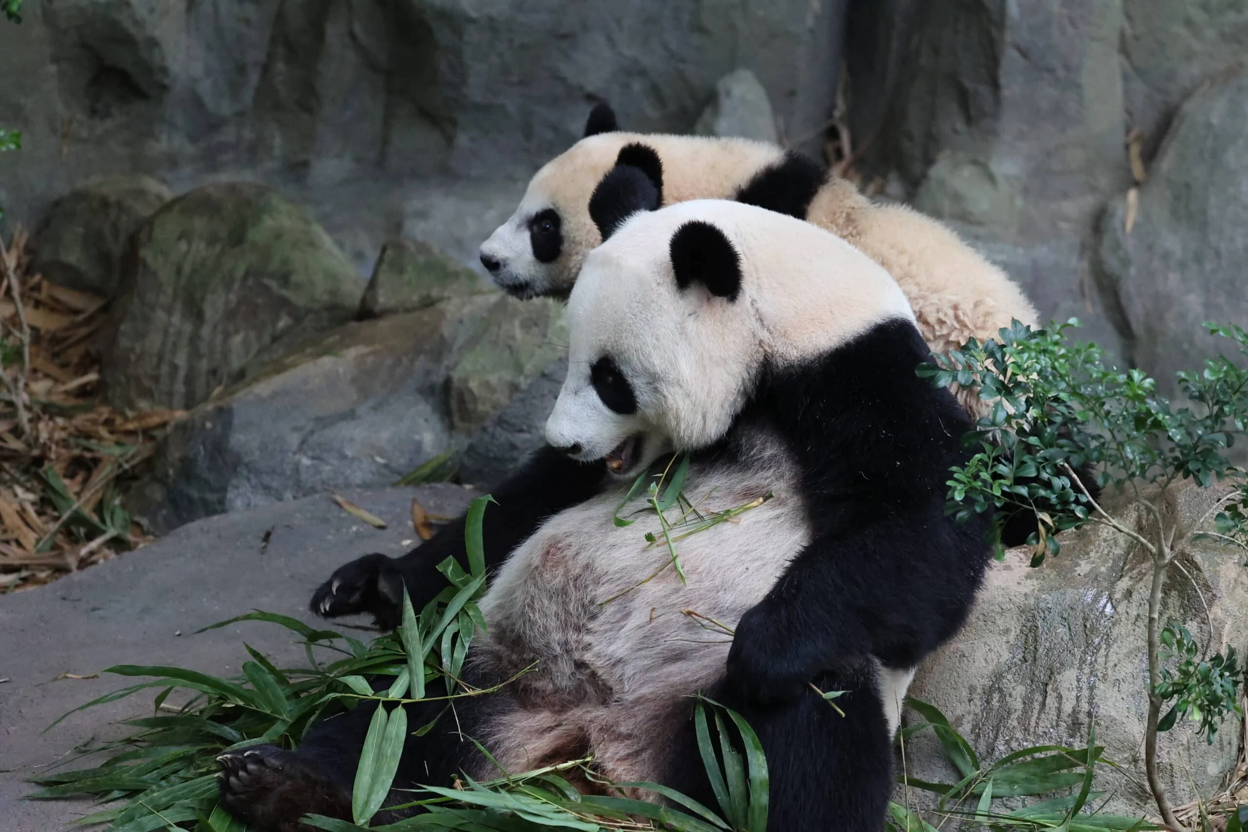 Mandai River Wonders