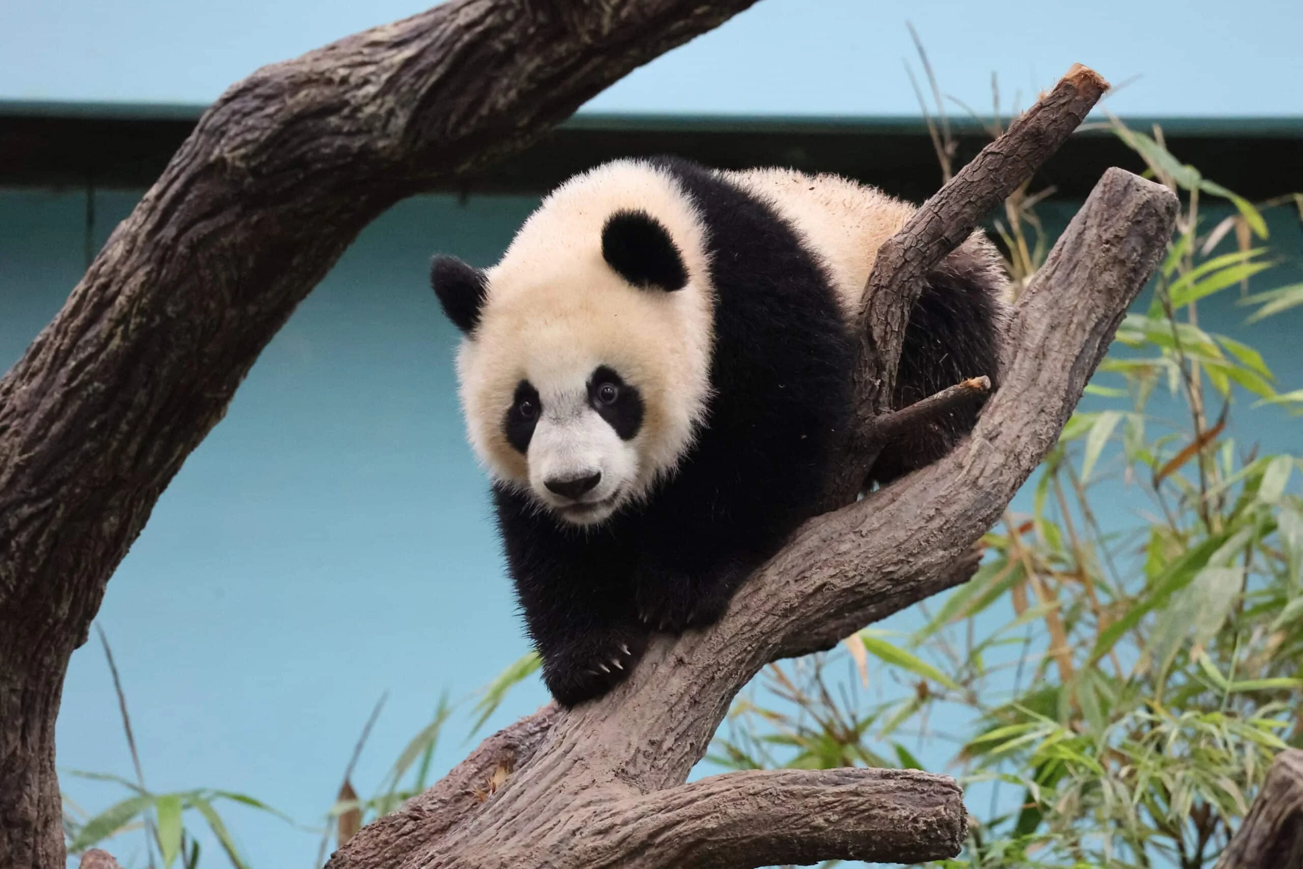 Mandai River Wonders