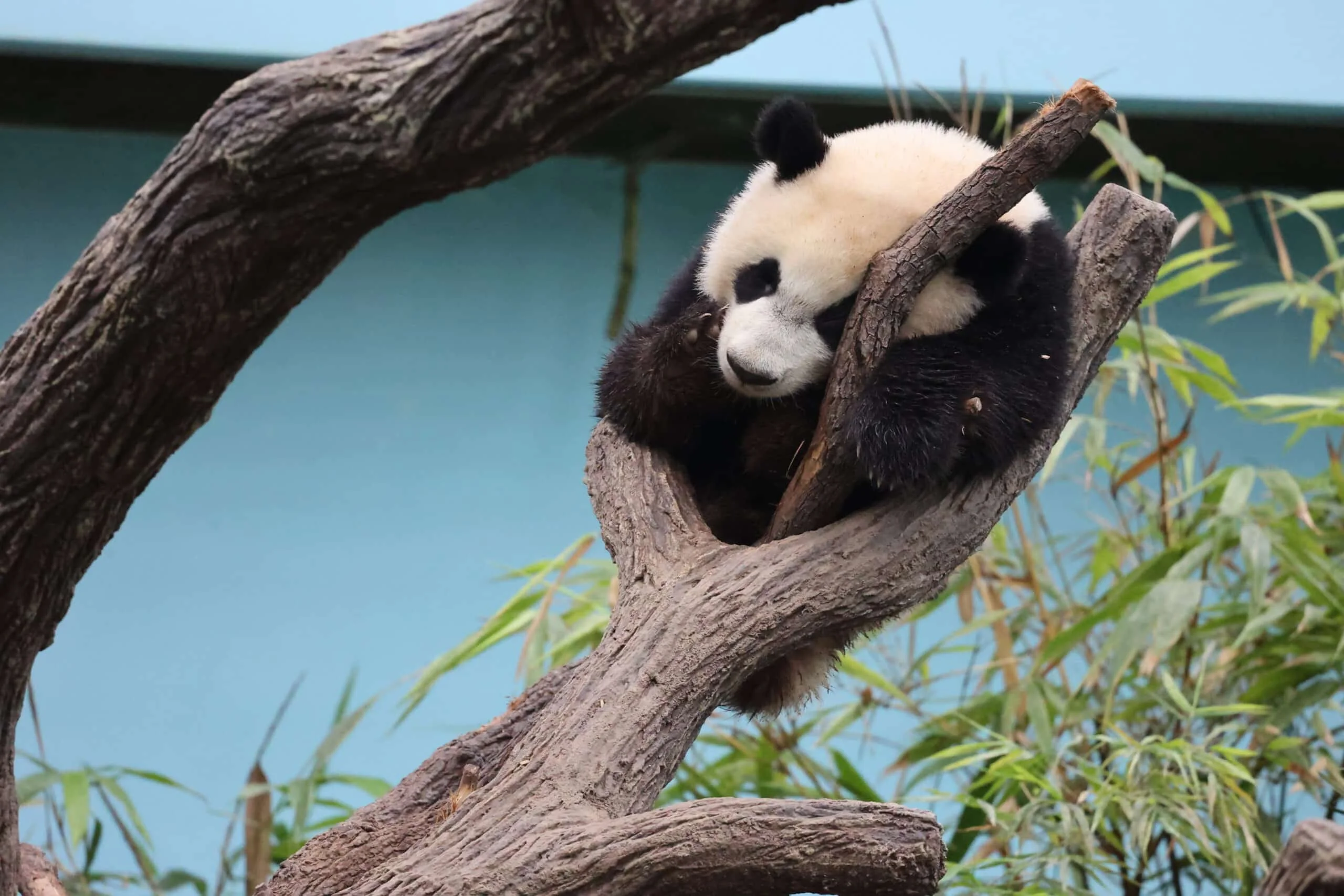 Mandai River Wonders