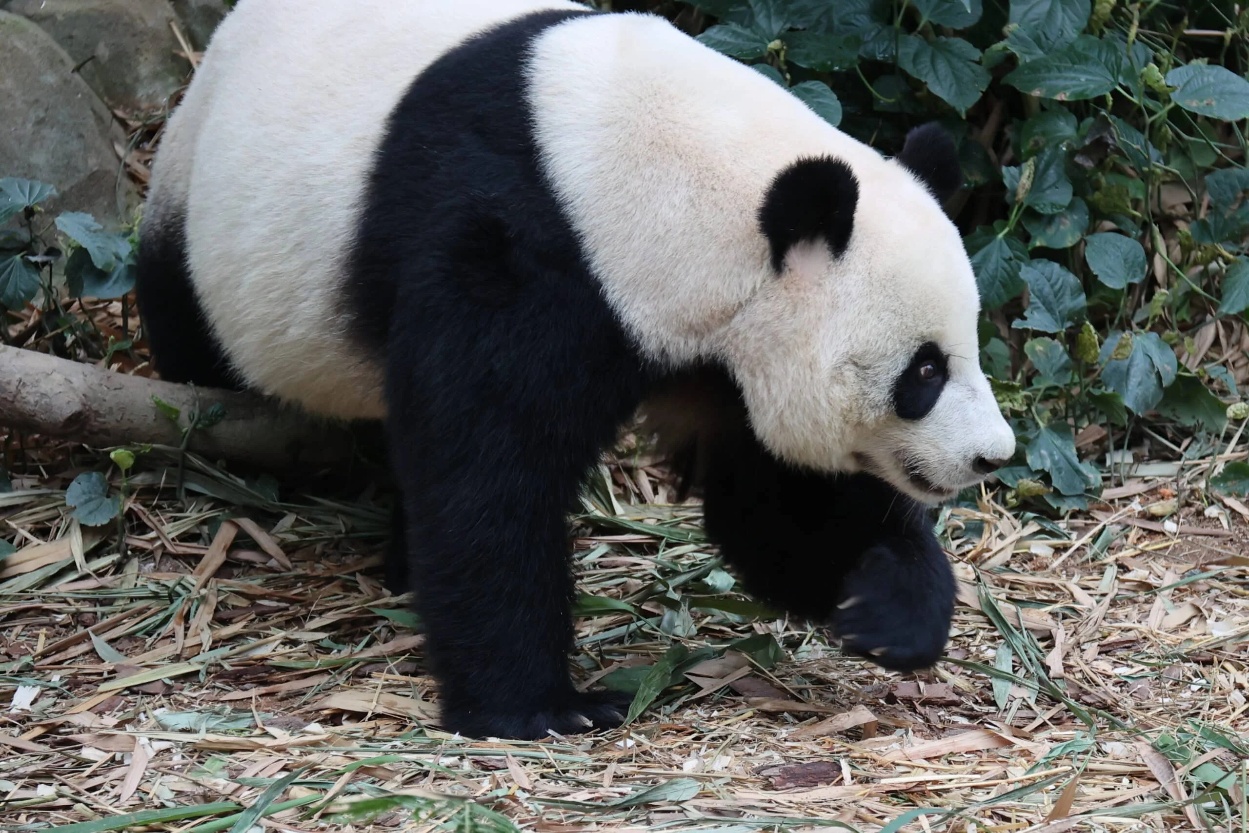 Mandai River Wonders