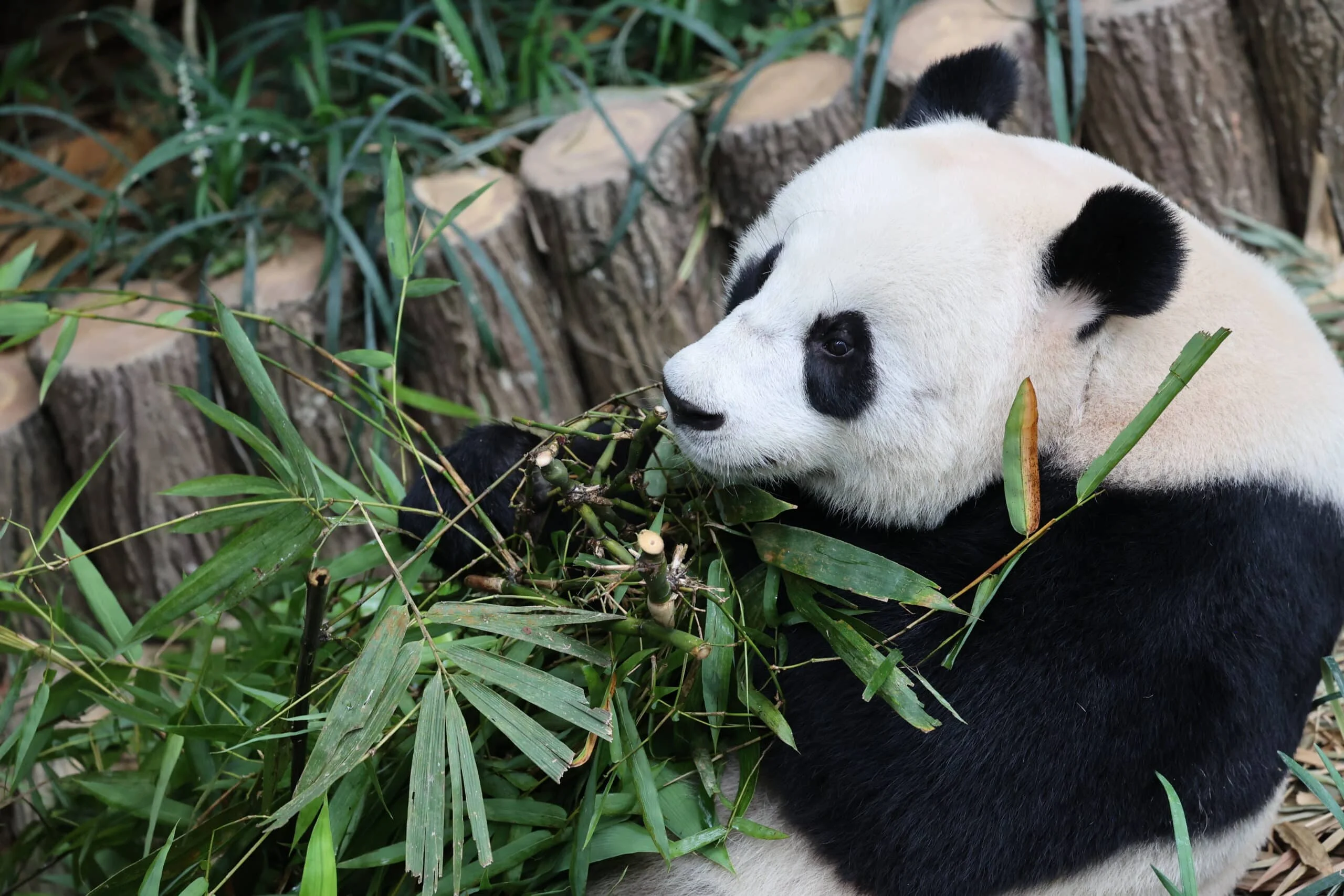 Mandai River Wonders