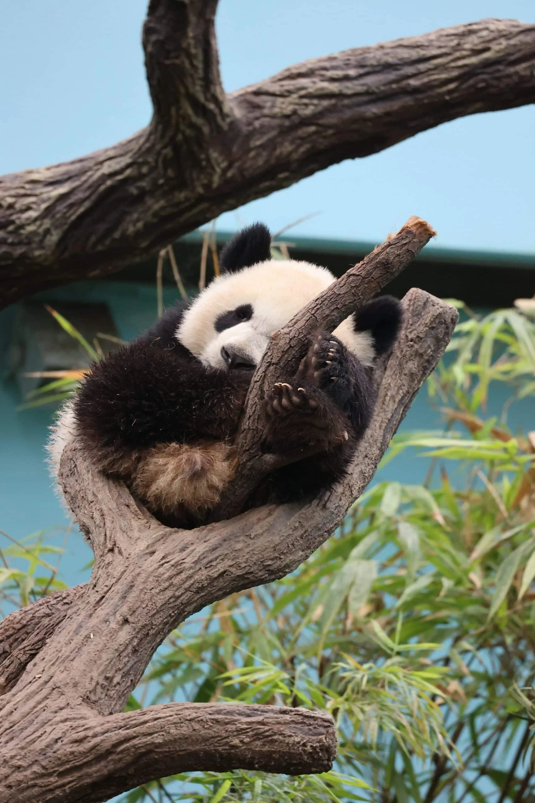 Mandai River Wonders