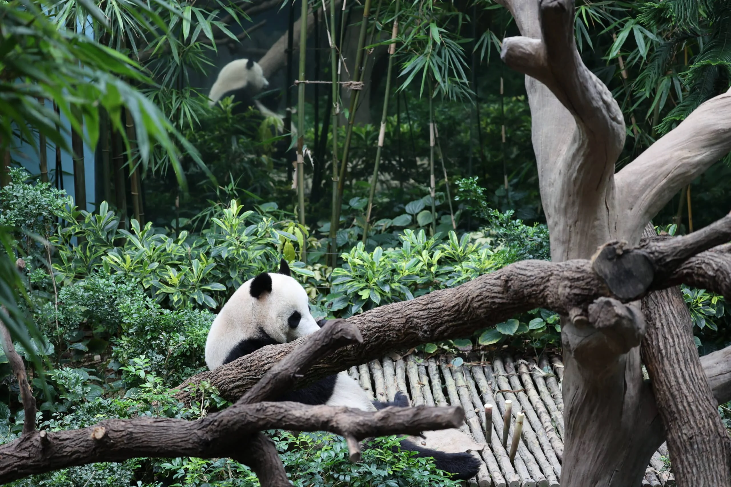 Mandai River Wonders
