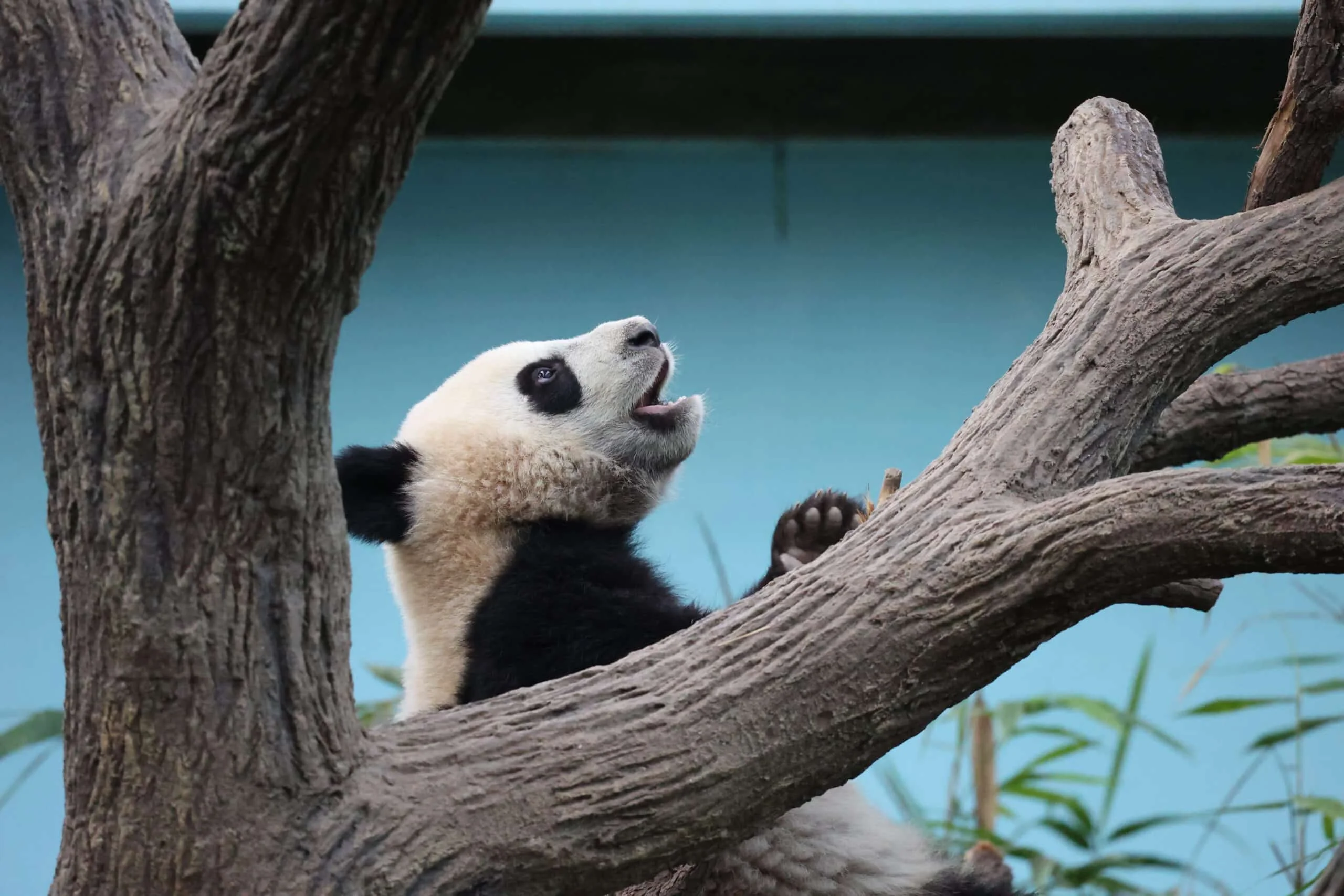 Mandai River Wonders