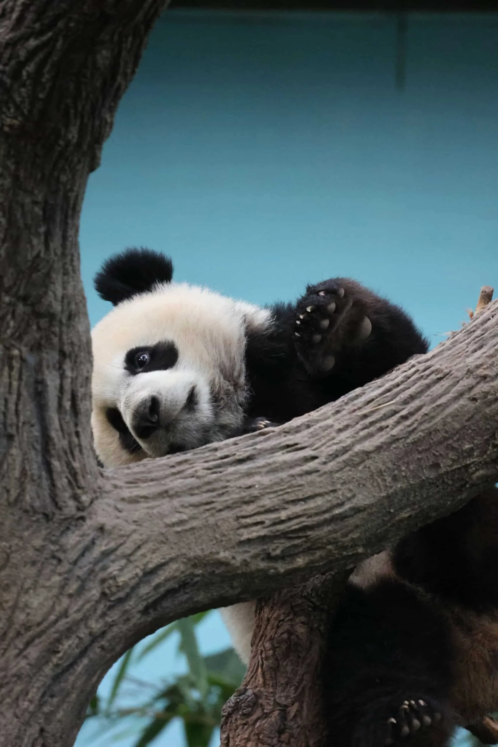 Mandai River Wonders