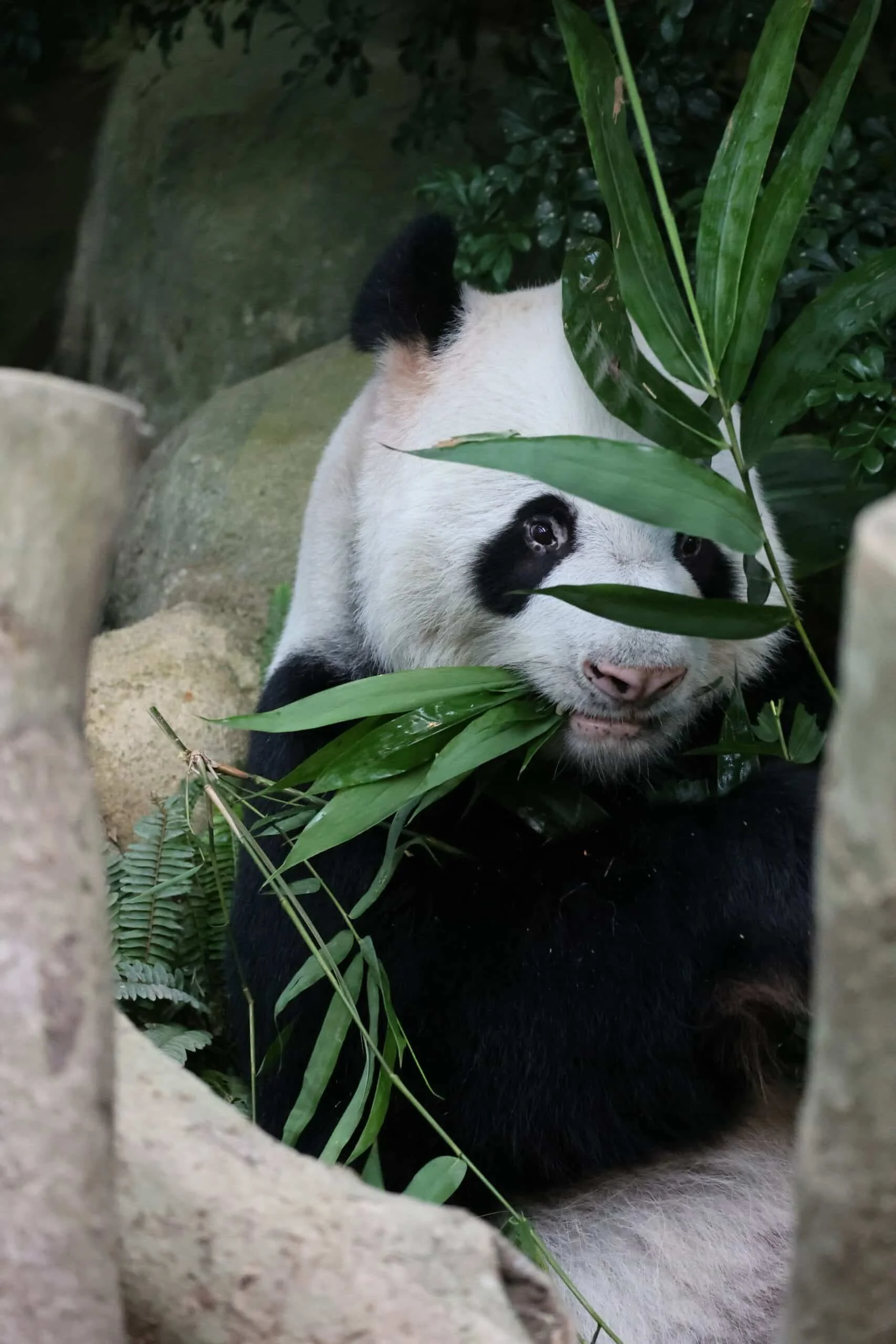 Mandai River Wonders