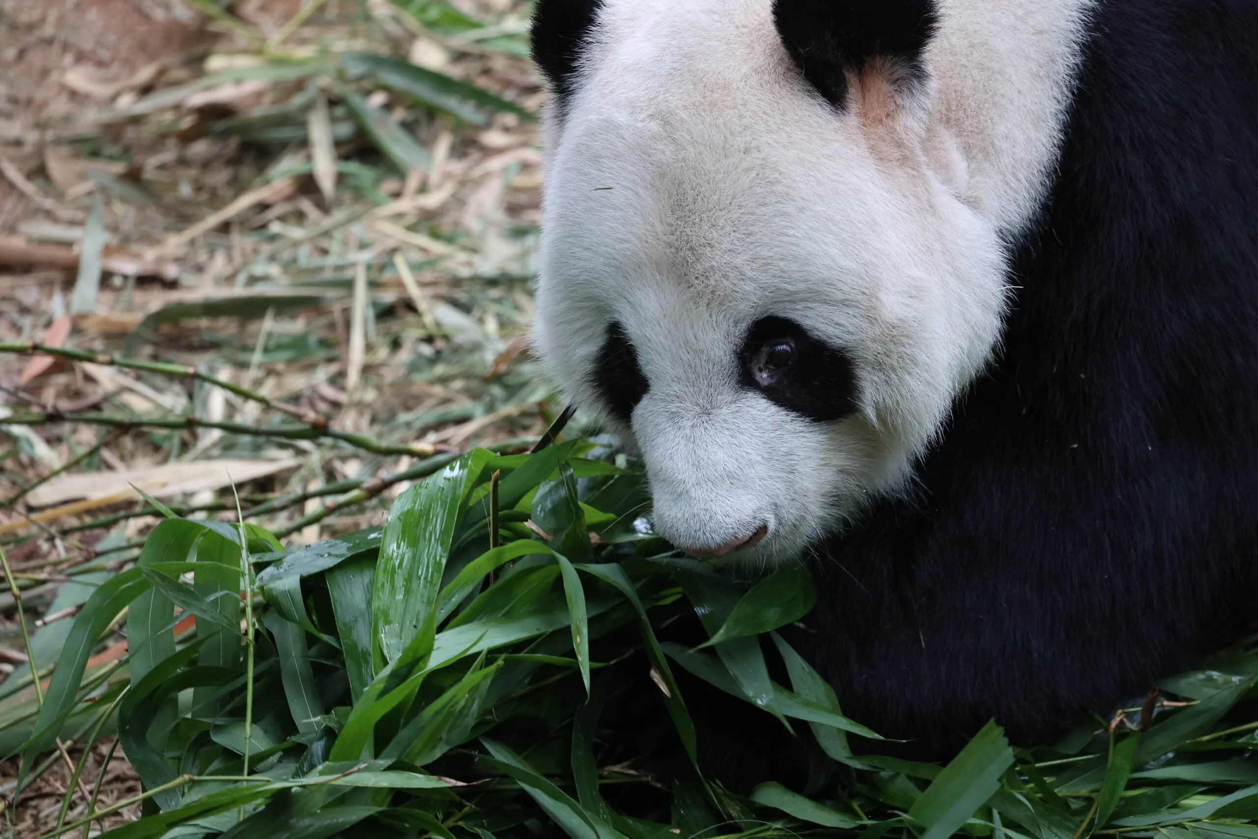 Mandai River Wonders