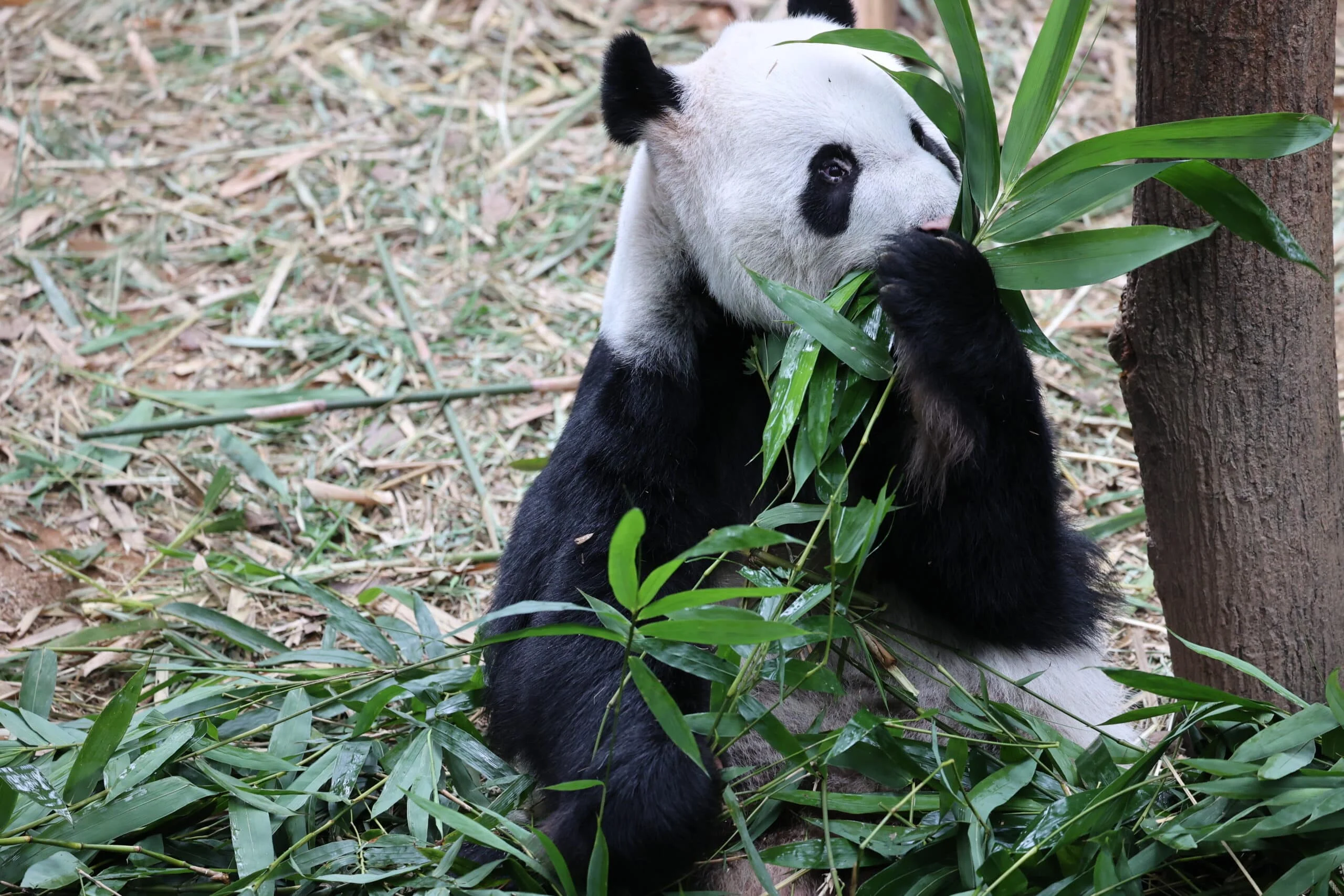 Mandai River Wonders