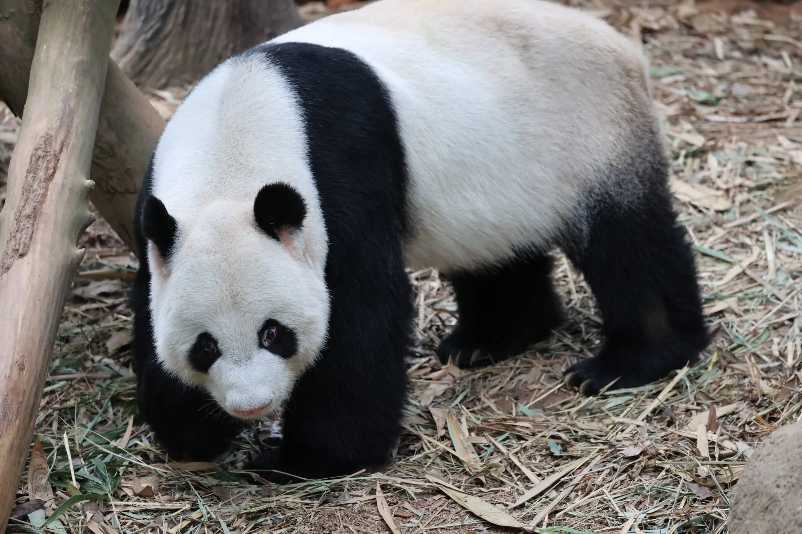 Mandai River Wonders
