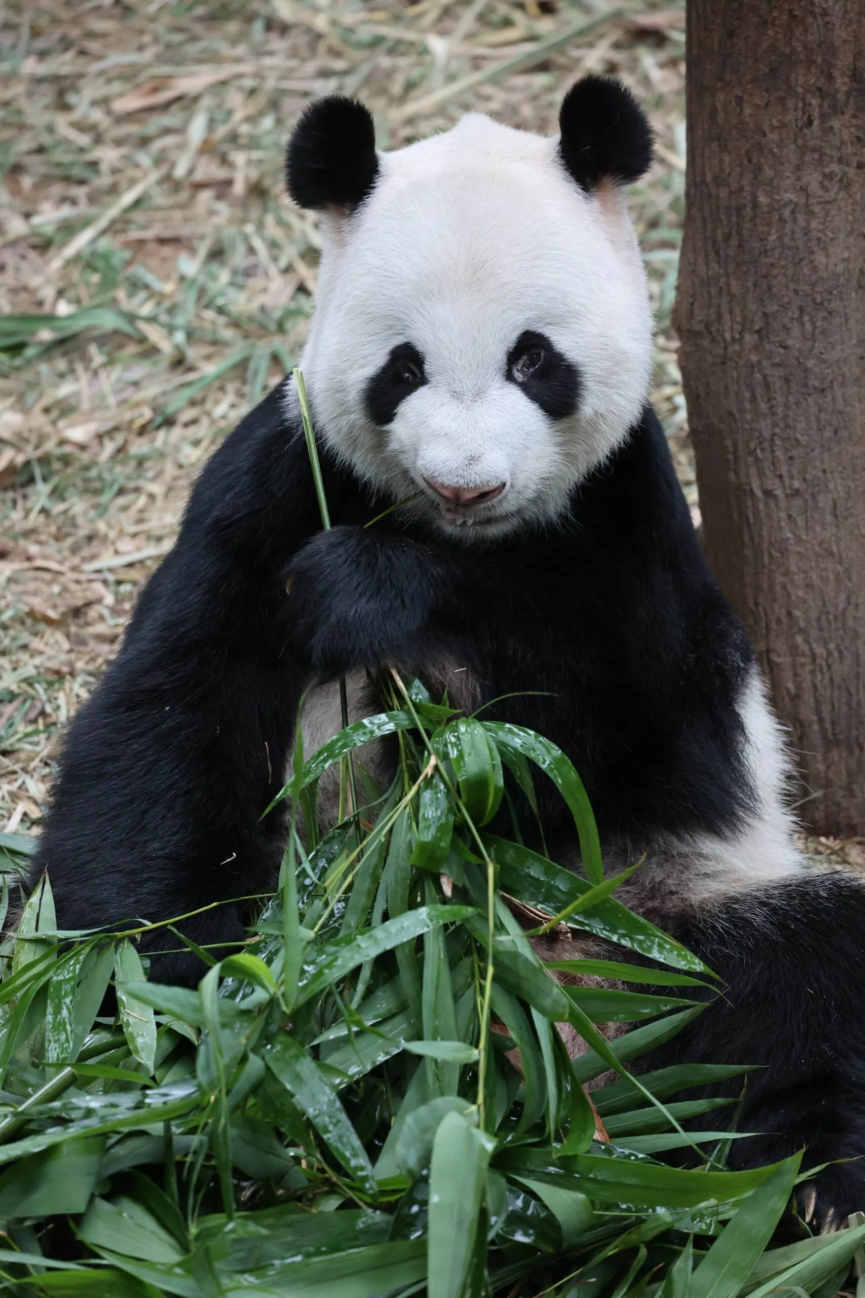 Mandai River Wonders