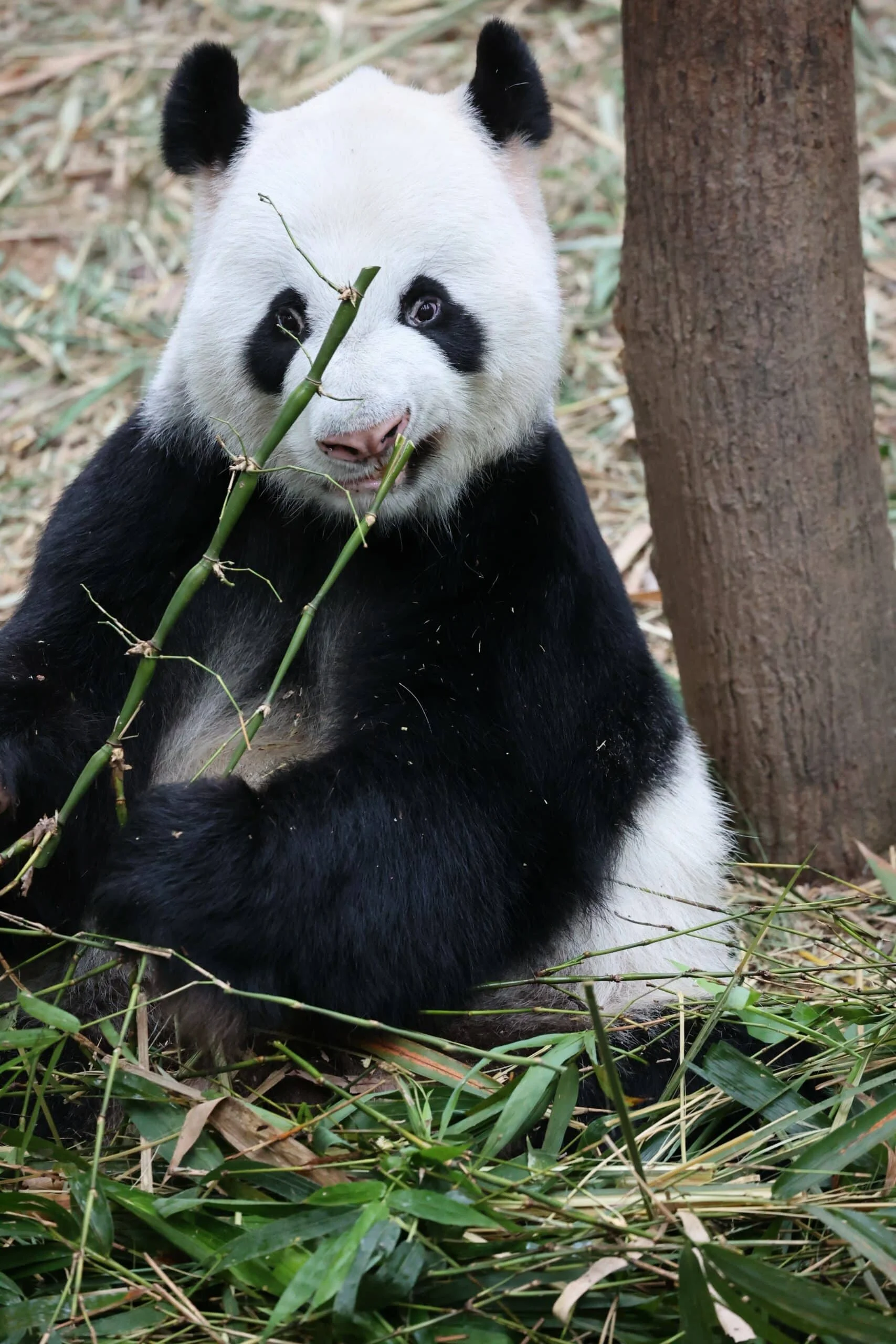 Mandai River Wonders