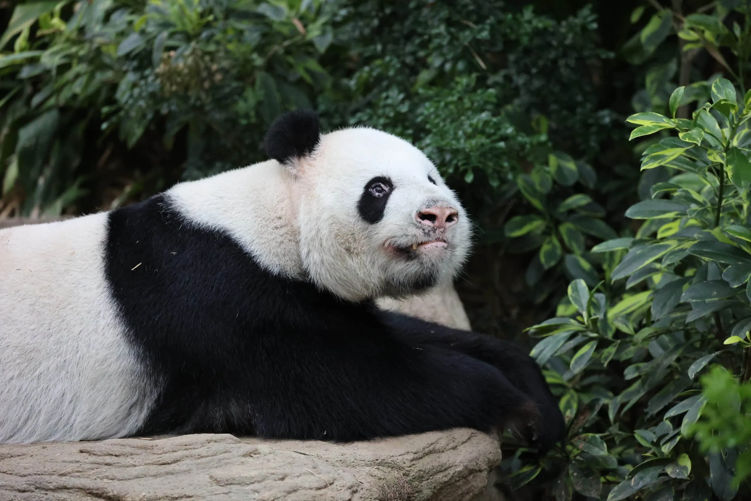 Mandai River Wonders