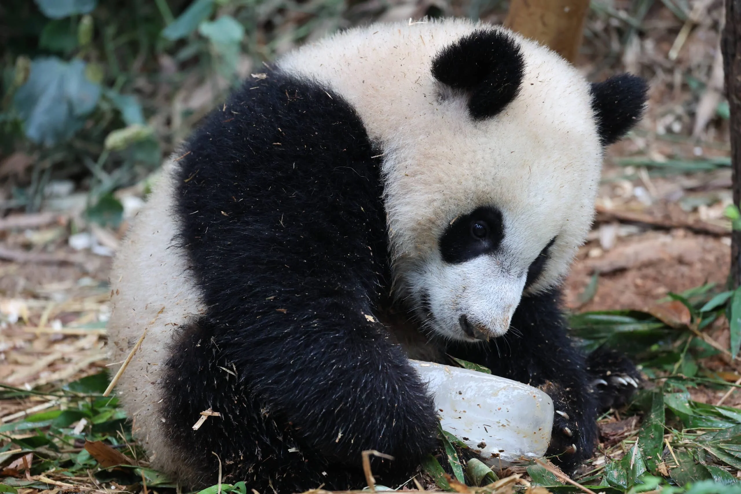 Mandai River Wonders