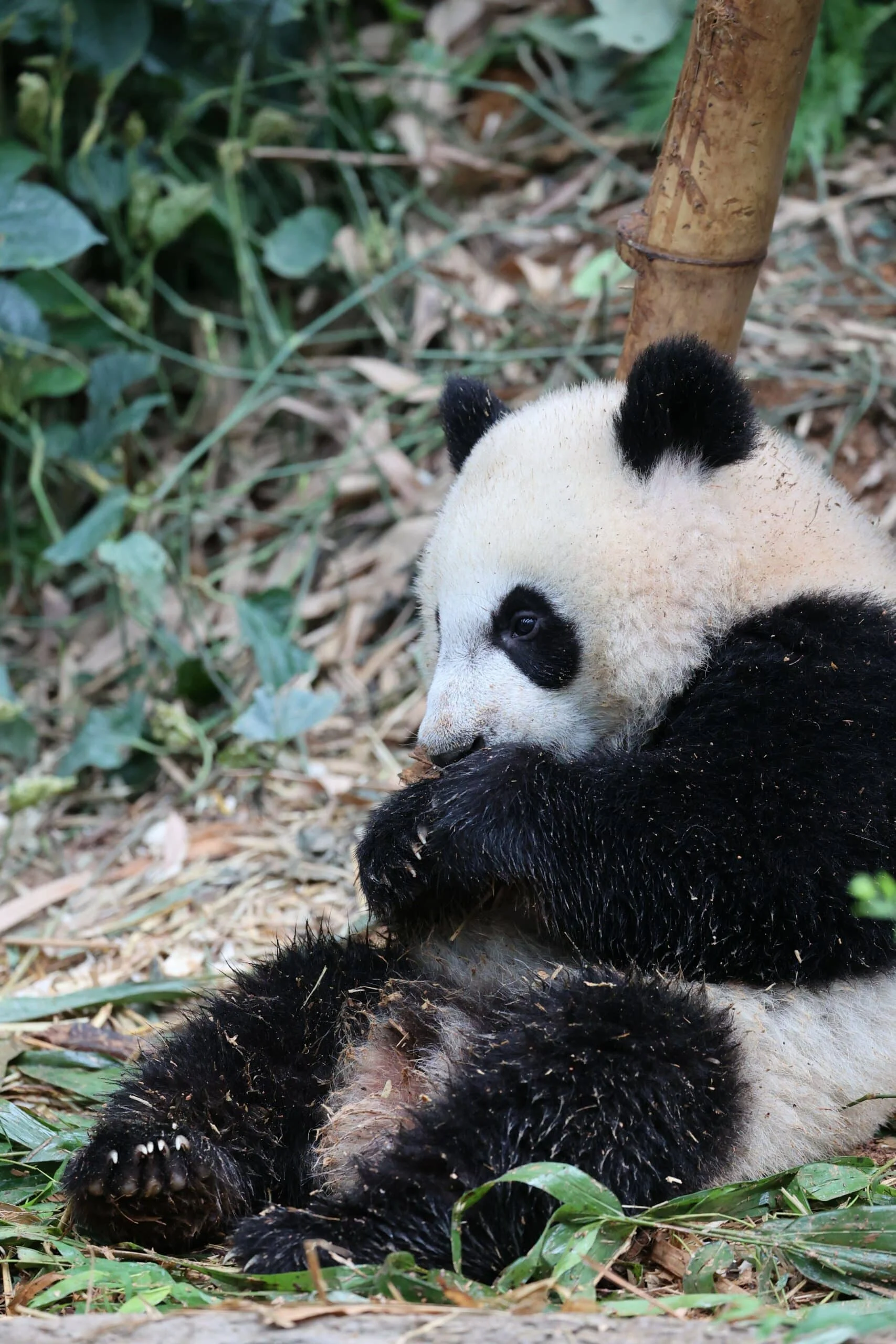 Mandai River Wonders