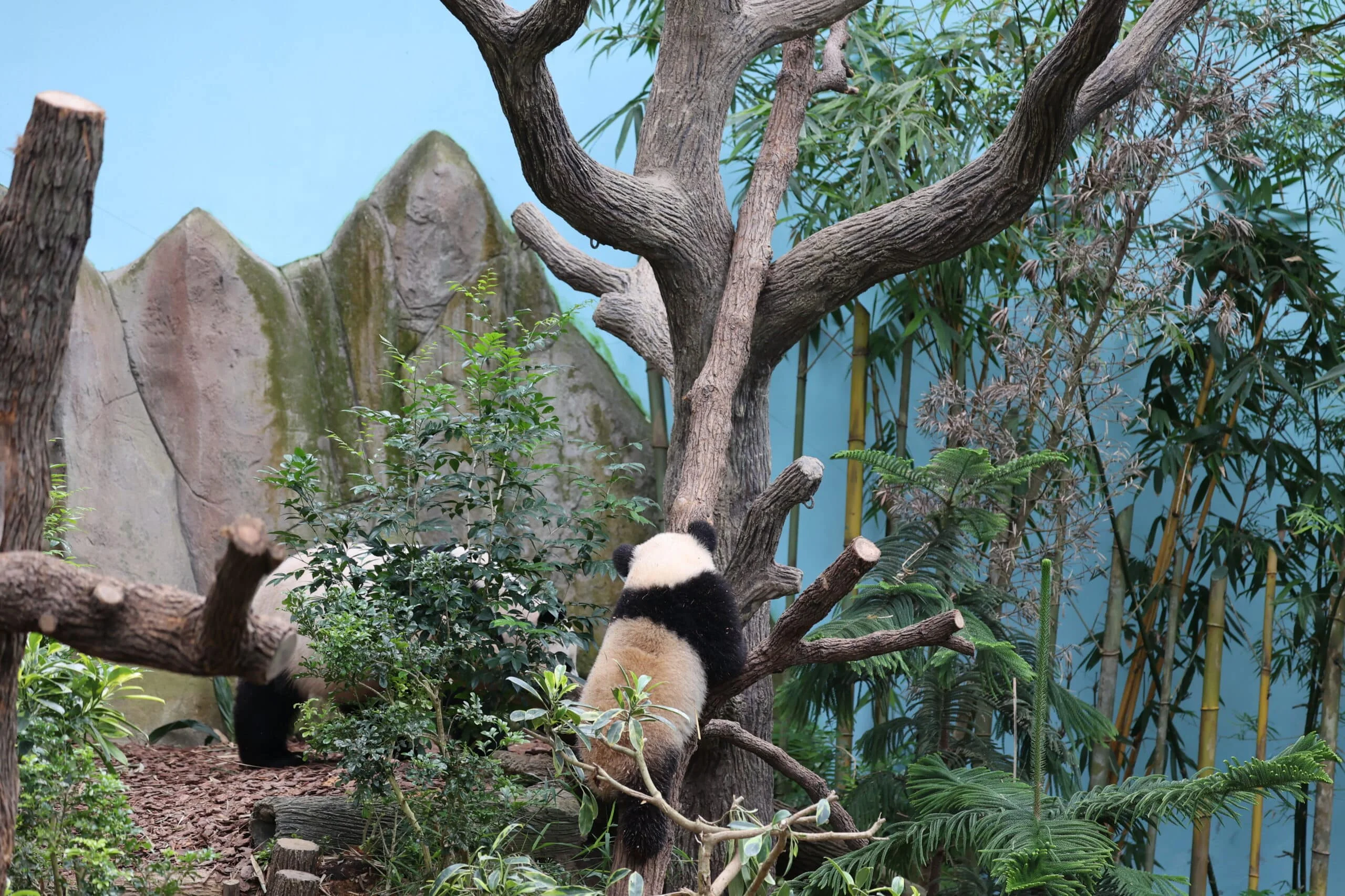Mandai River Wonders