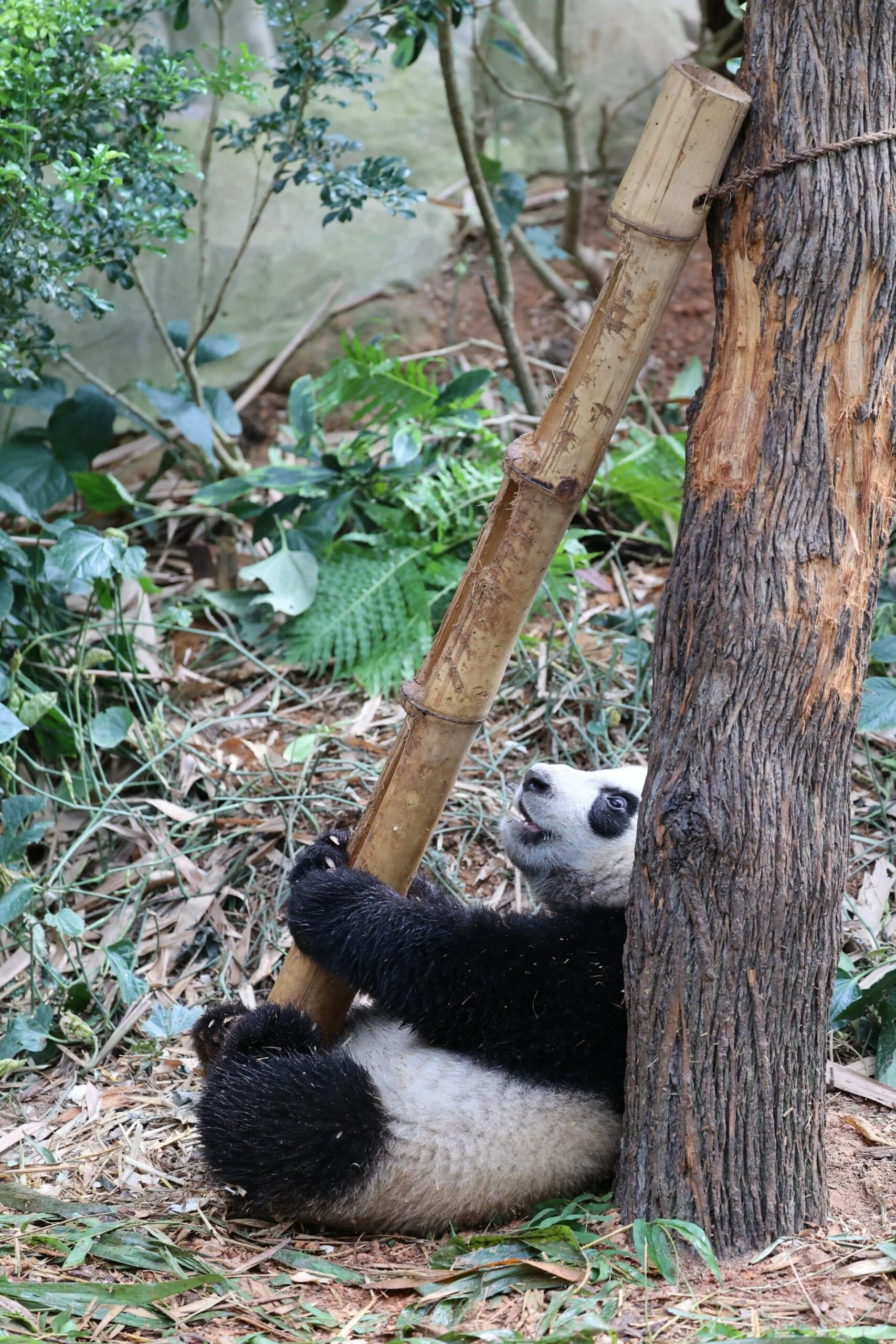 Mandai River Wonders