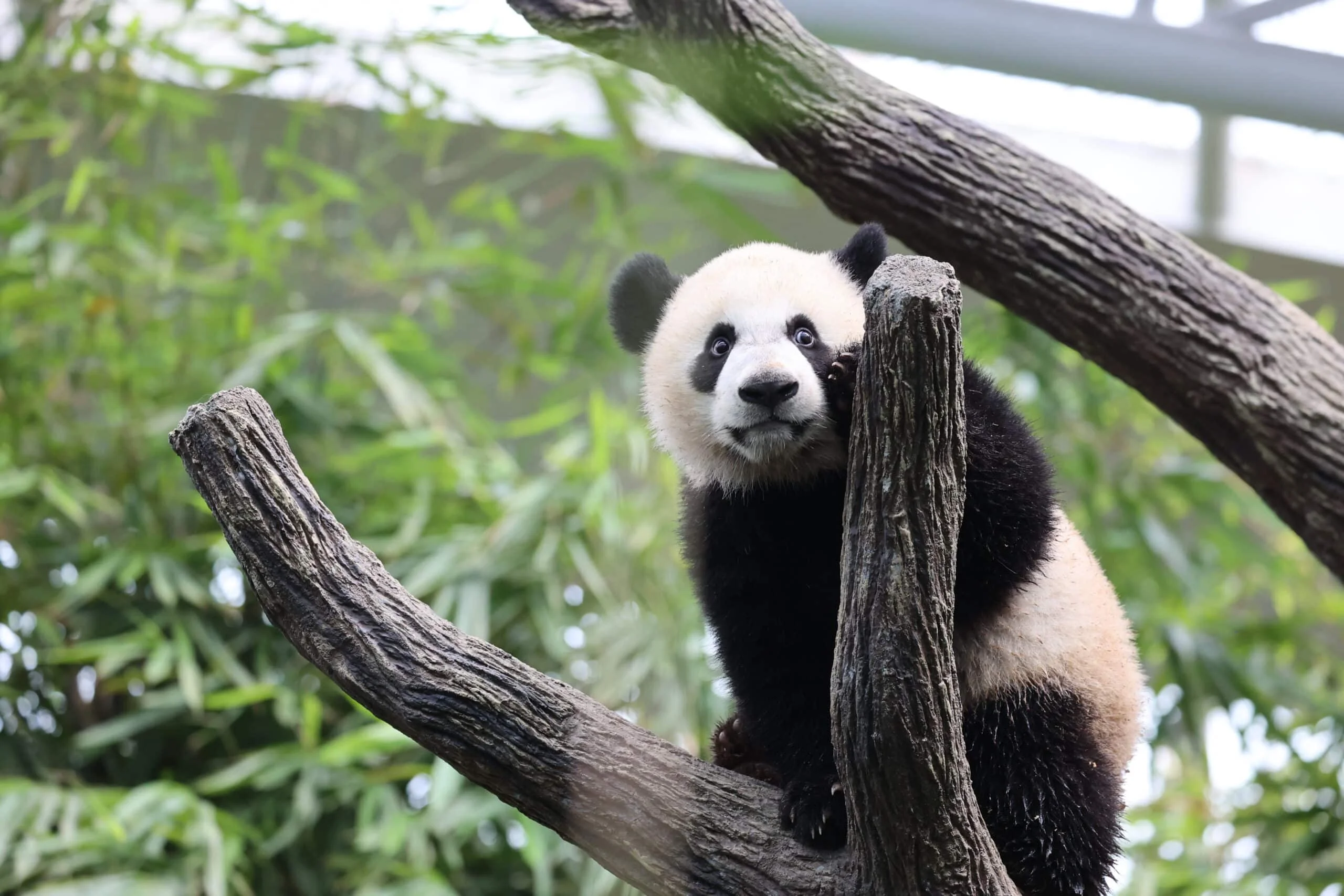 Mandai River Wonders