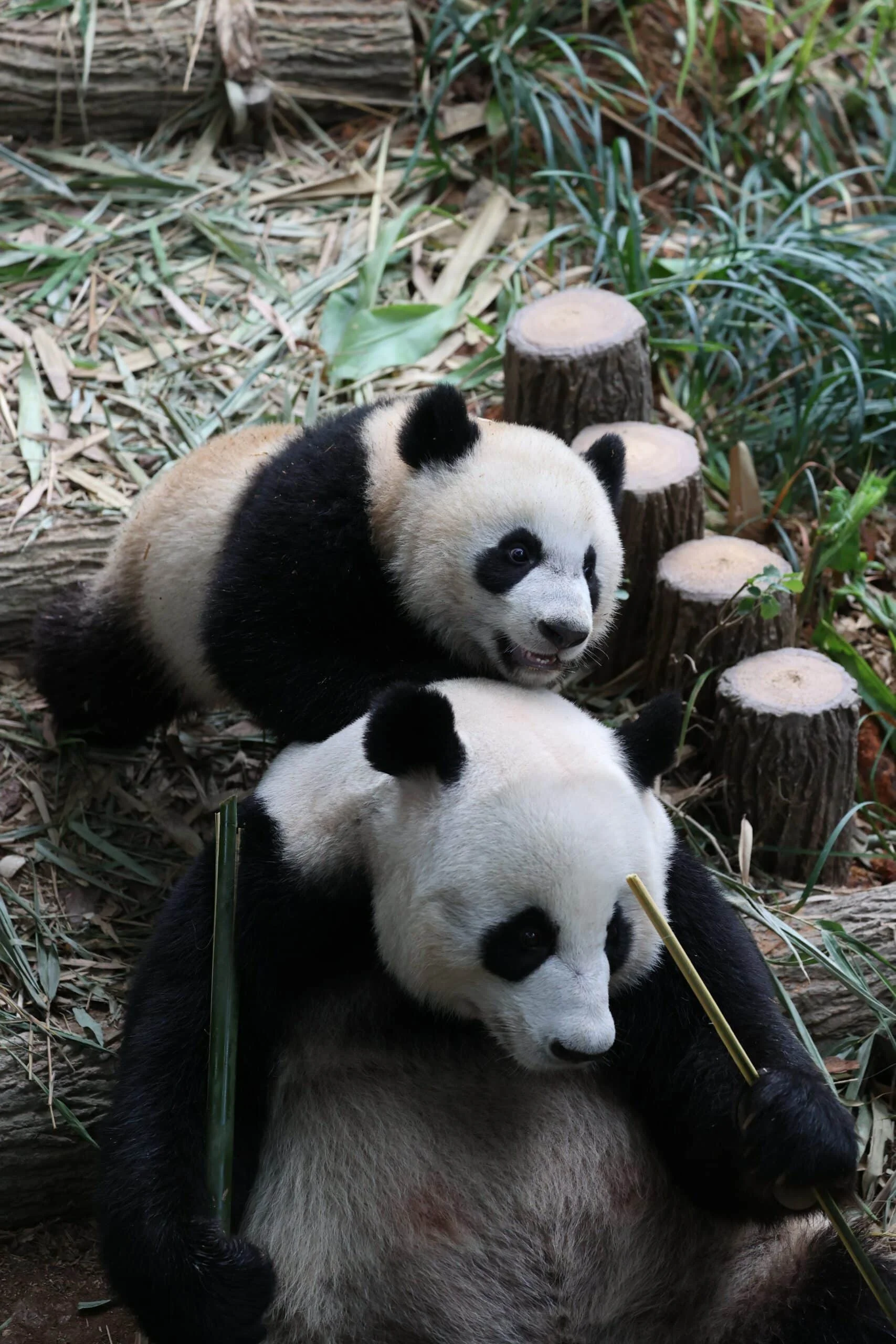 Mandai River Wonders