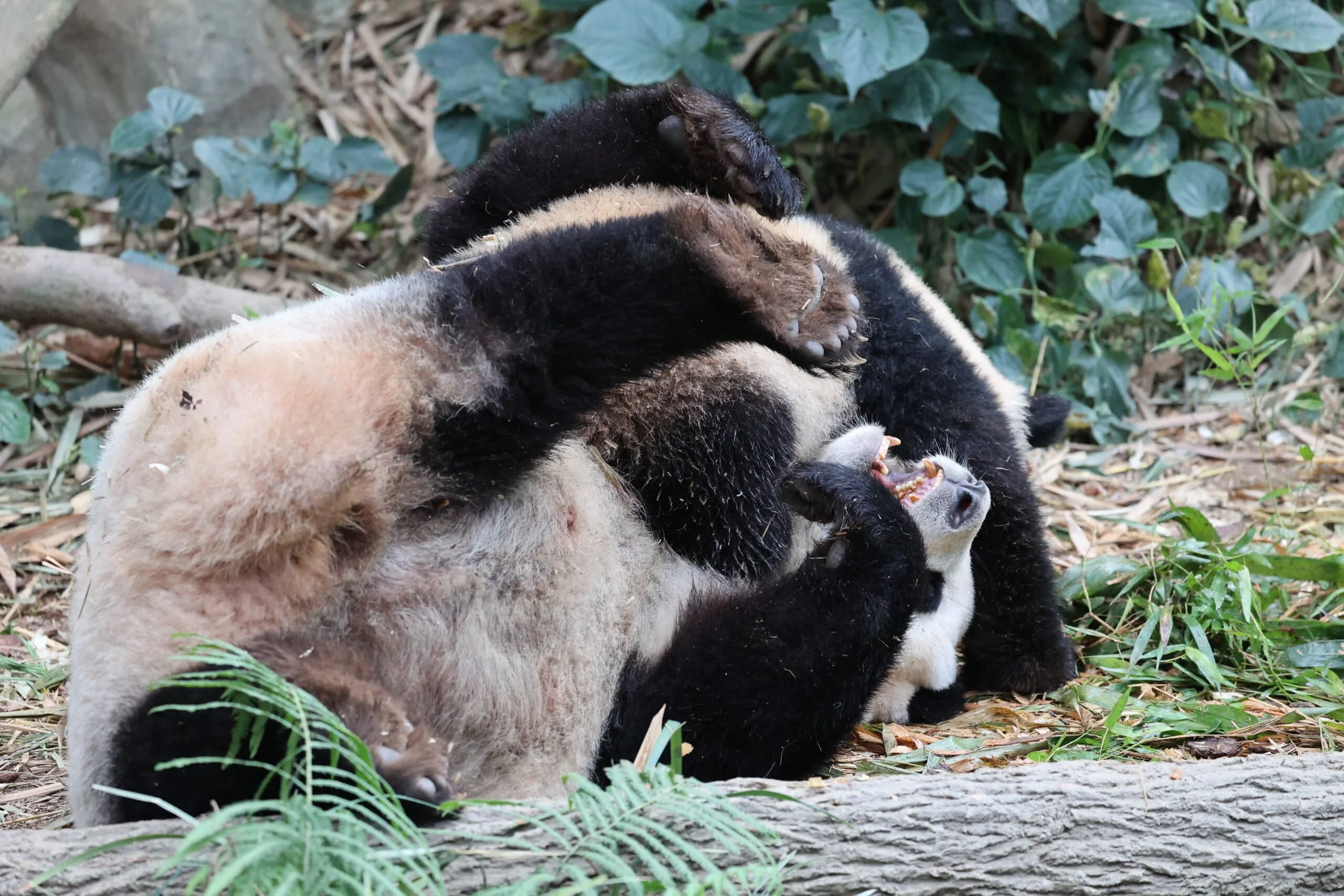 Mandai River Wonders