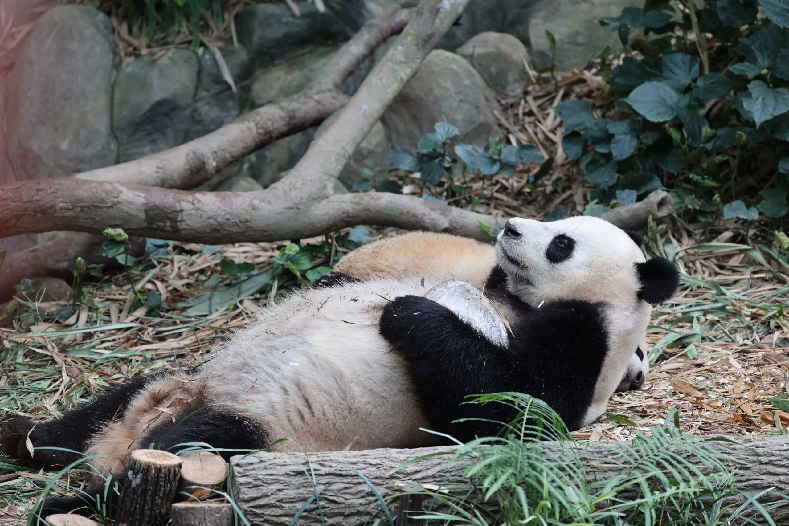 Mandai River Wonders