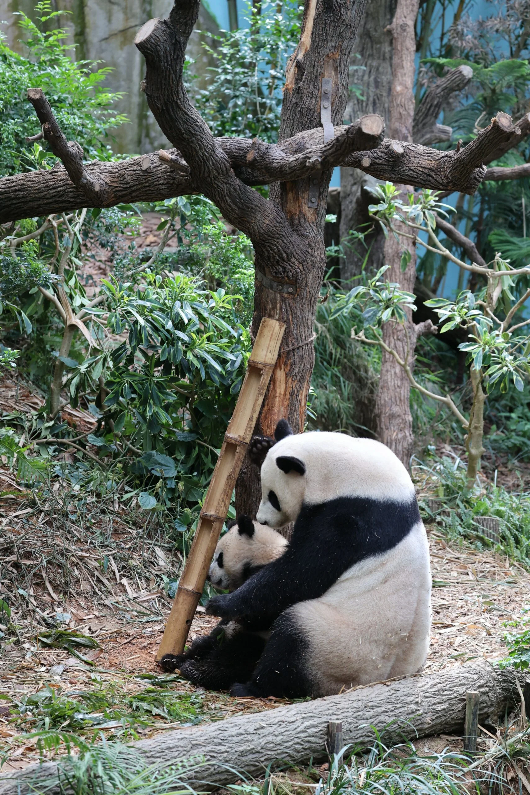 Mandai River Wonders