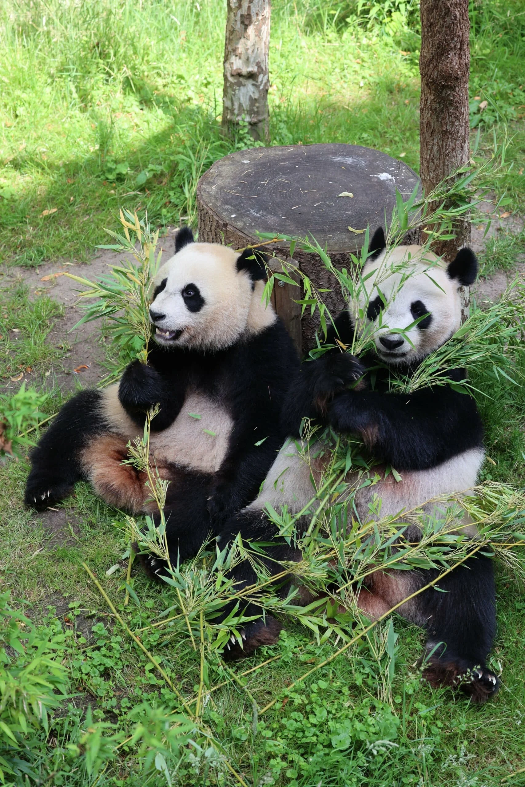 Ouwehands Dierenpark Rhenen