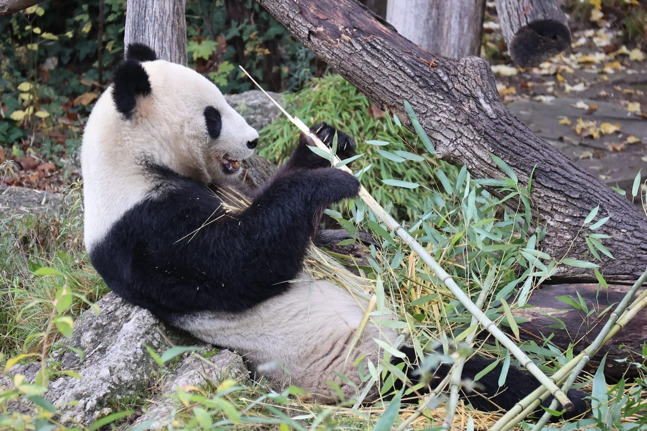 Tiergarten Schönbrunn