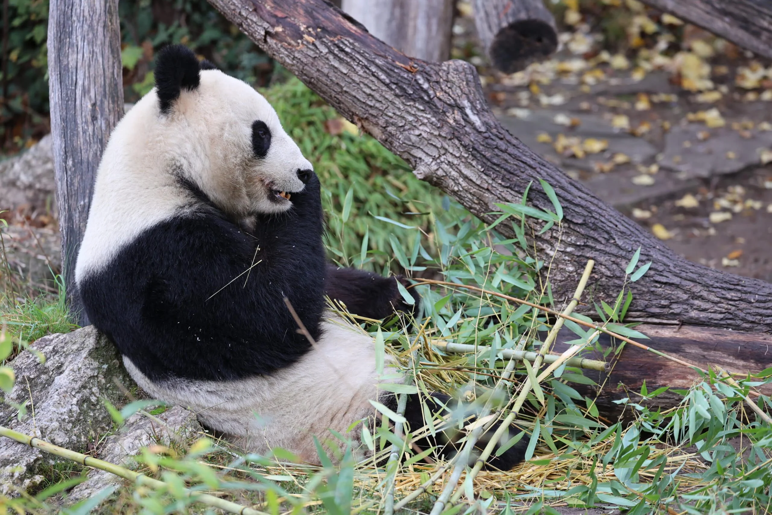 Tiergarten Schönbrunn