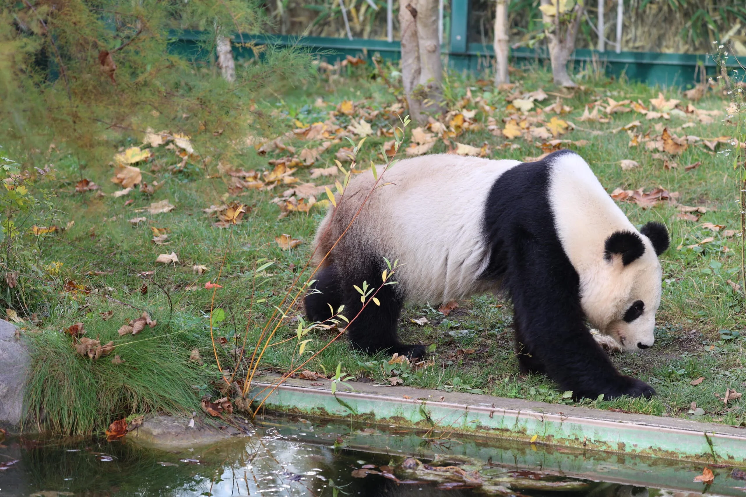 Tiergarten Schönbrunn