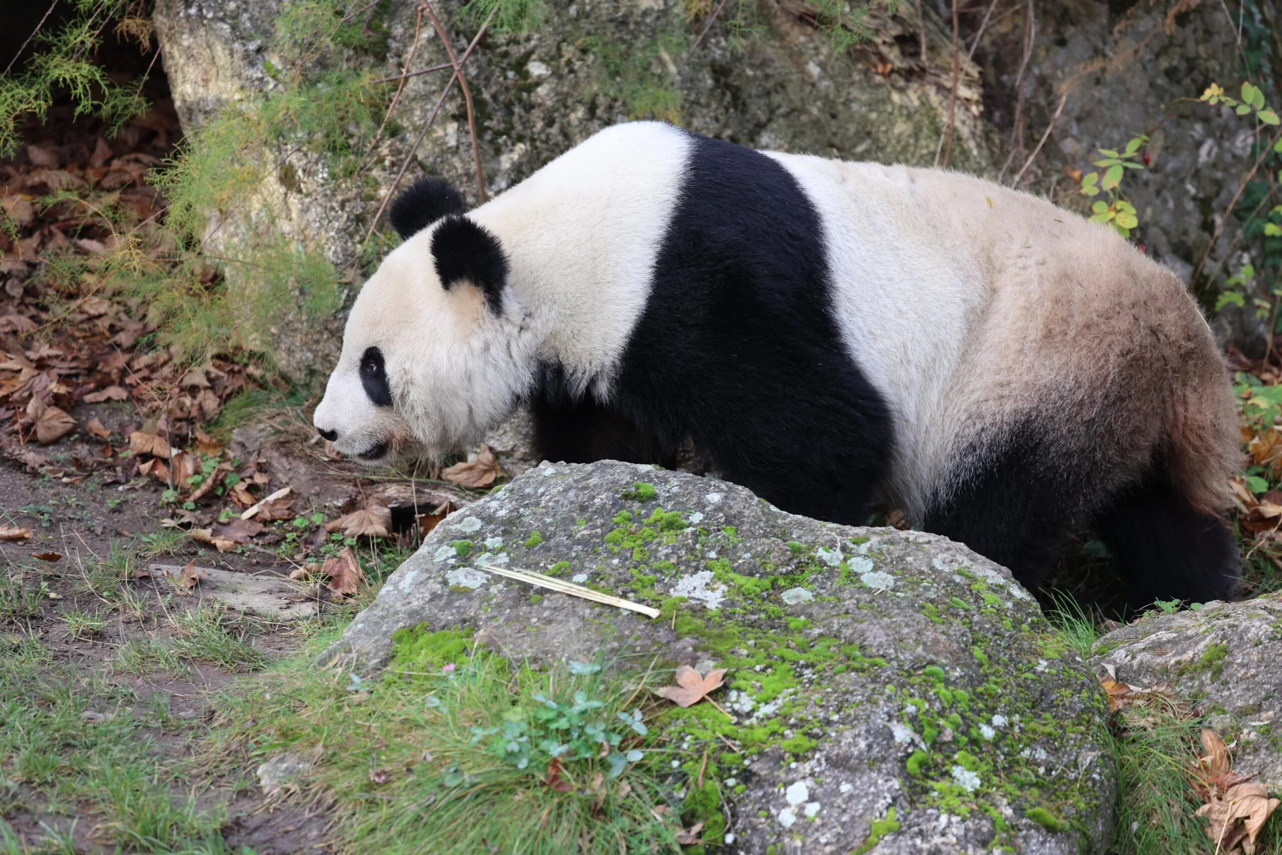 Tiergarten Schönbrunn