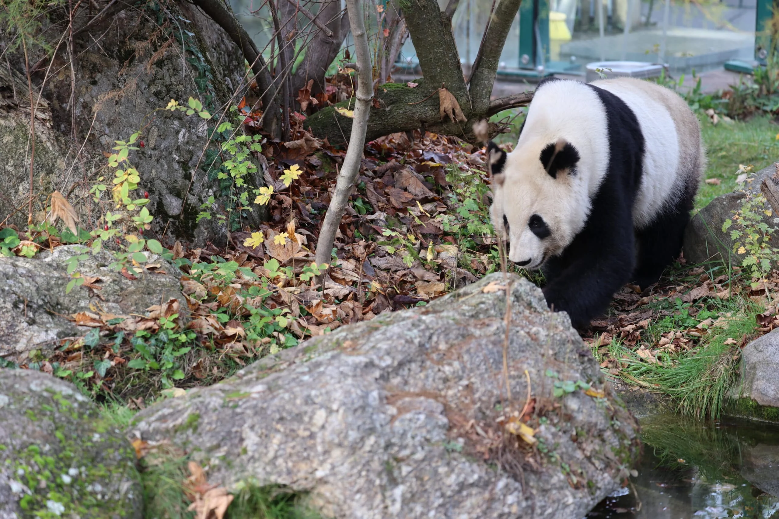 Tiergarten Schönbrunn