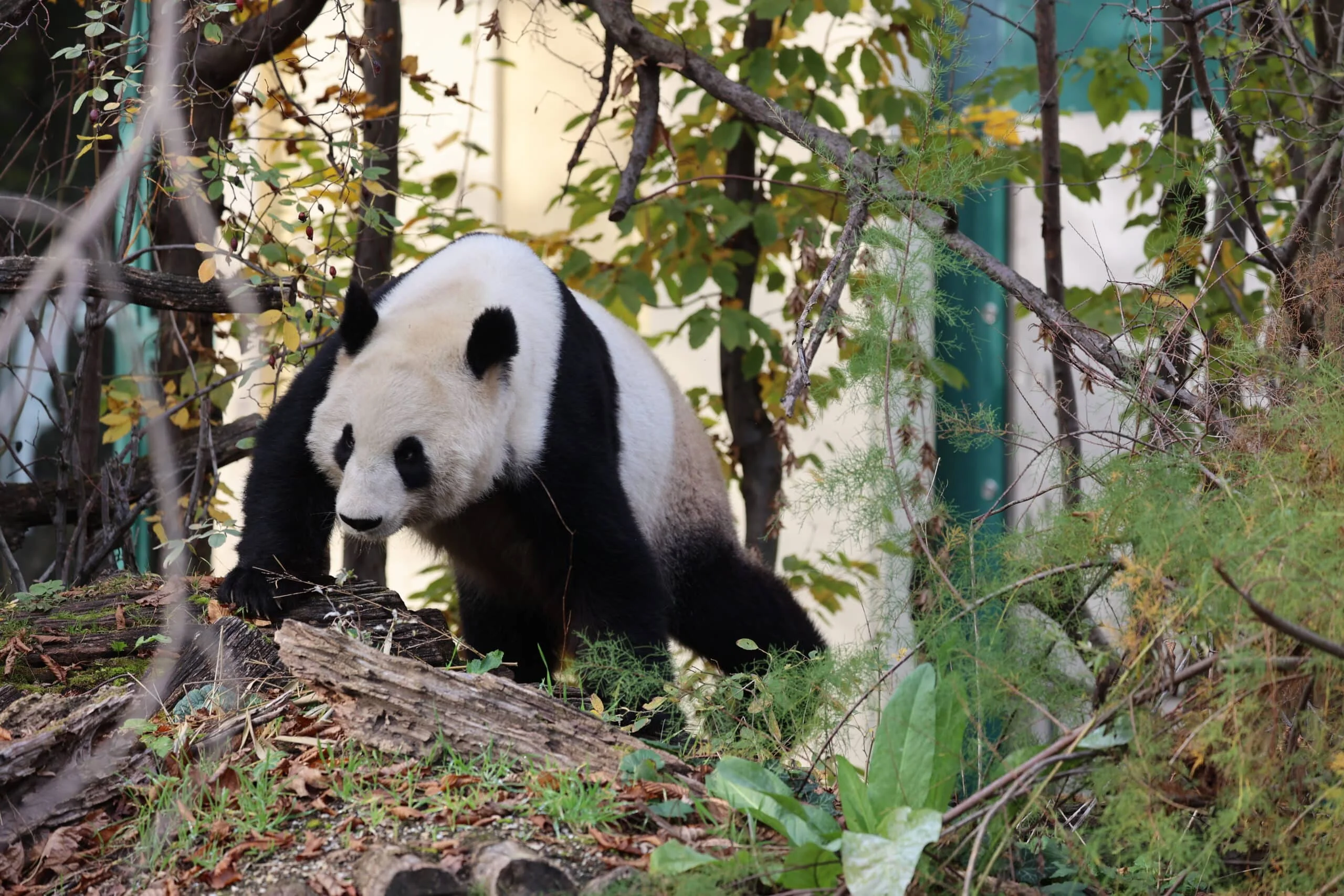 Tiergarten Schönbrunn