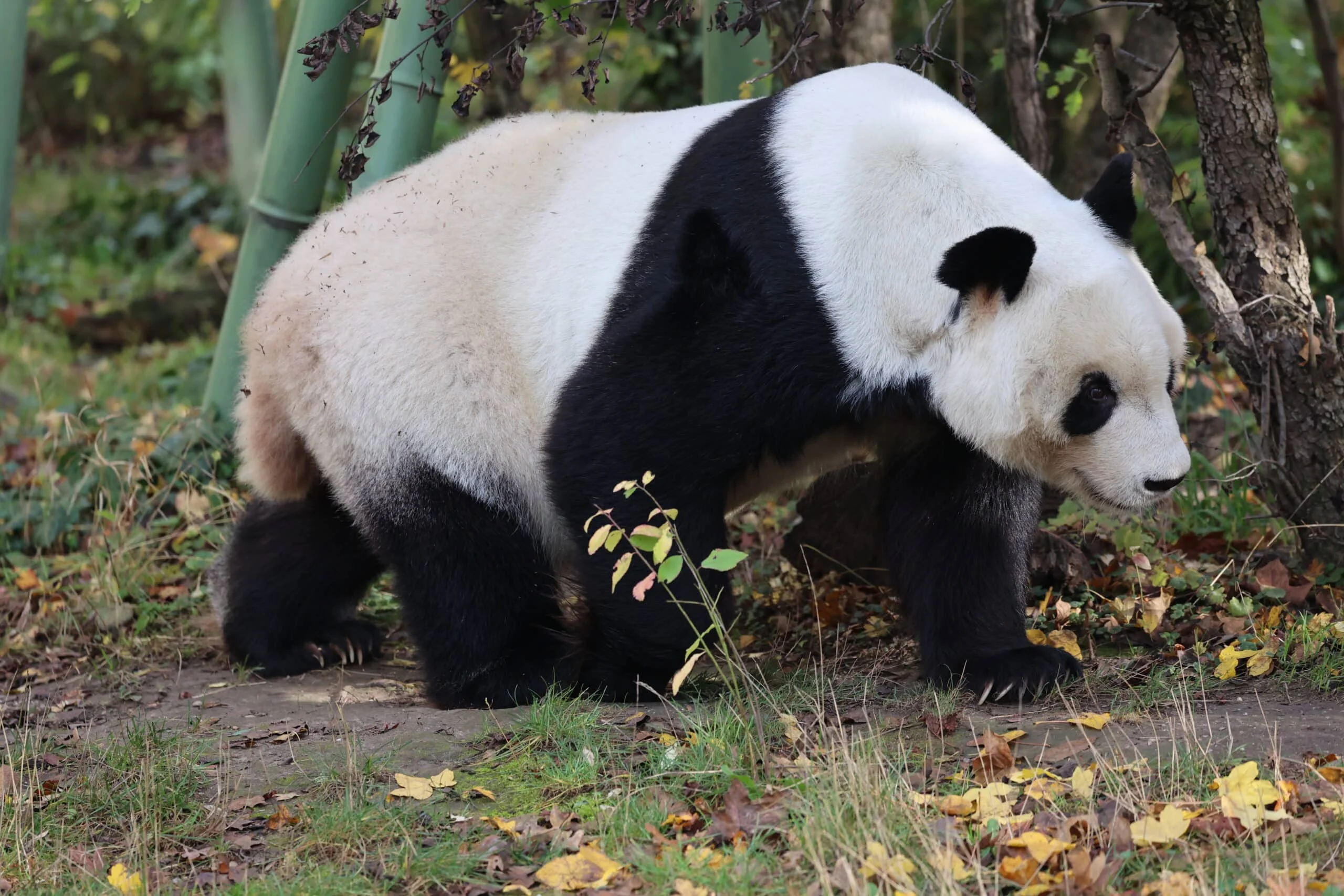 Tiergarten Schönbrunn