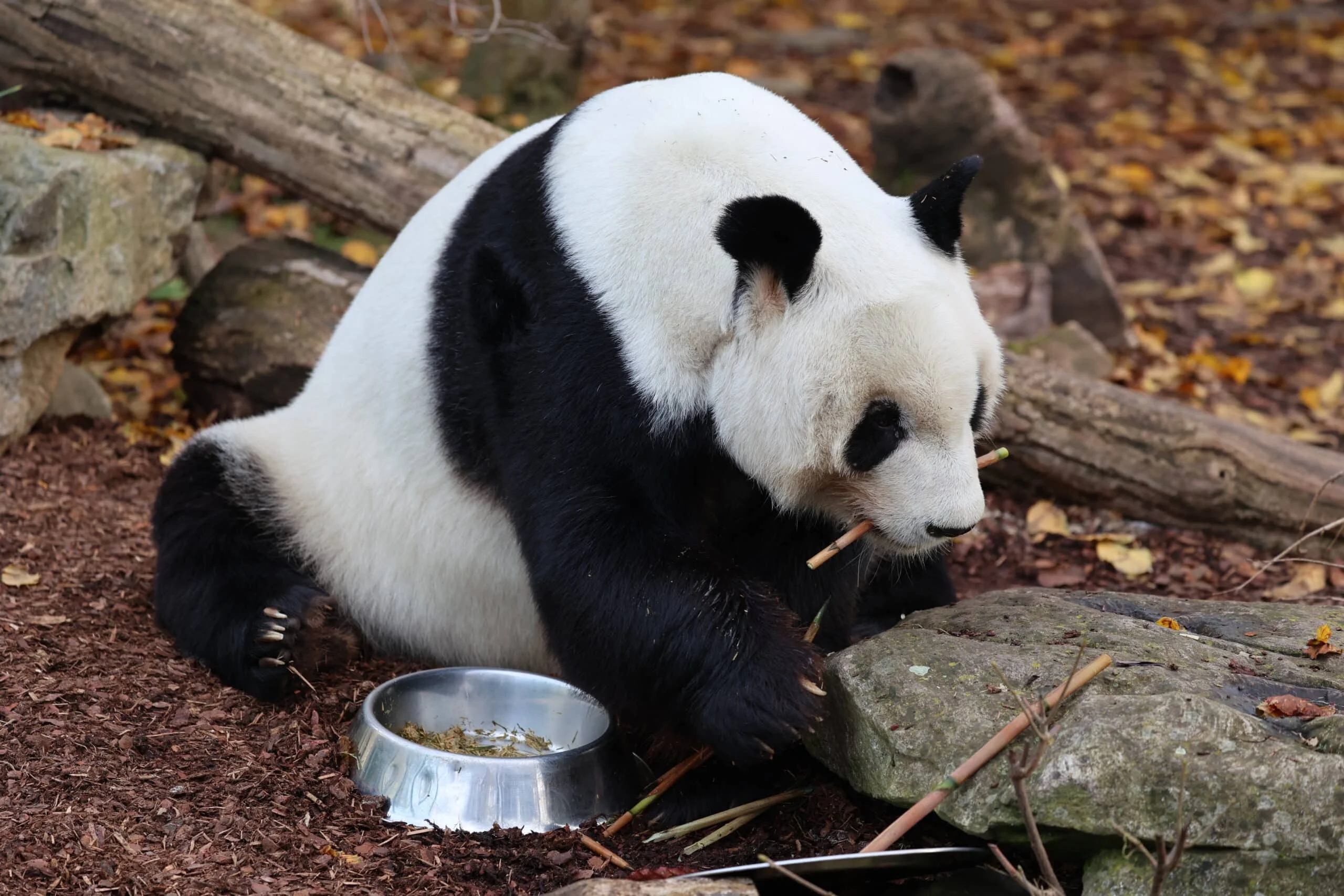 Tiergarten Schönbrunn