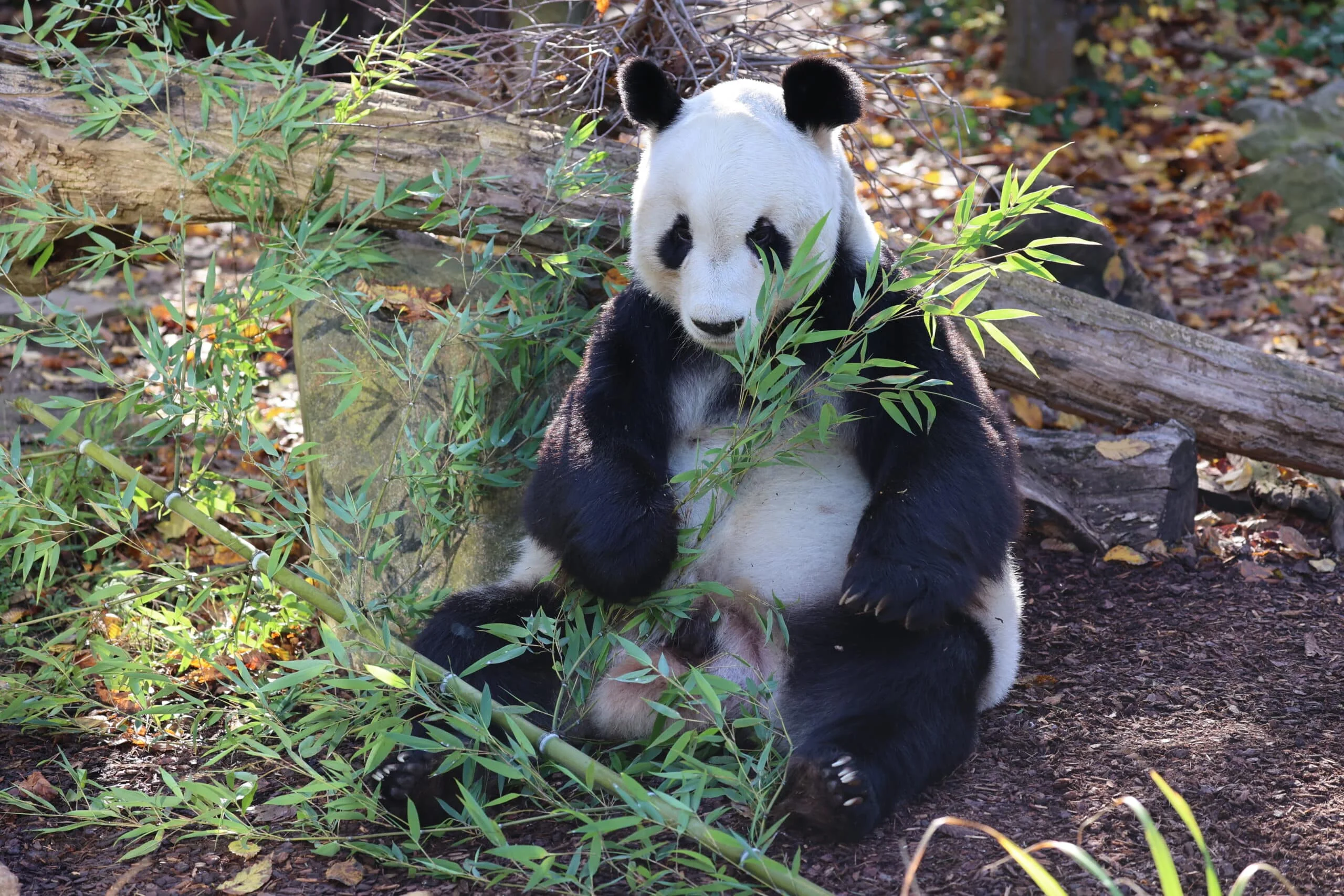 Tiergarten Schönbrunn