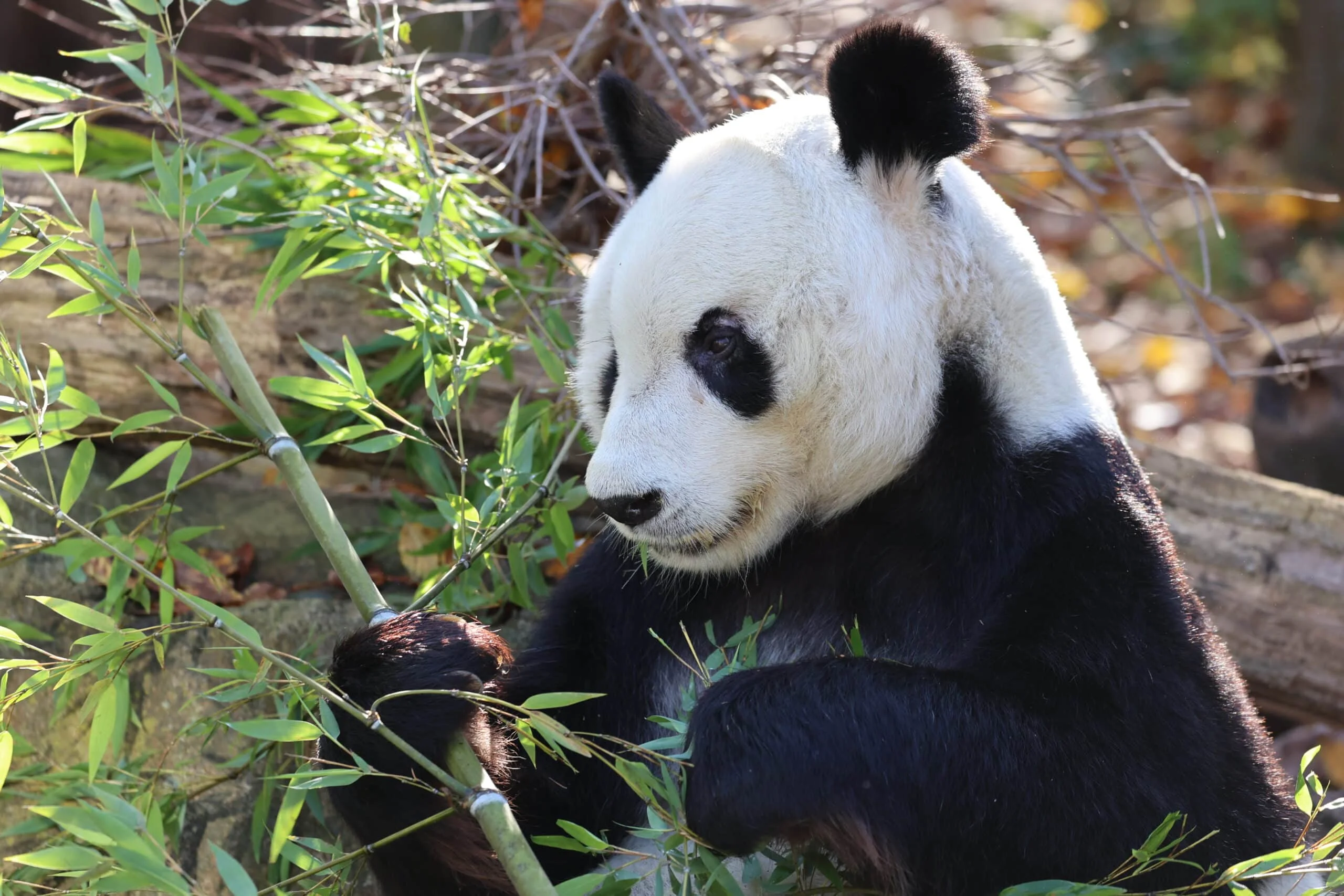 Tiergarten Schönbrunn