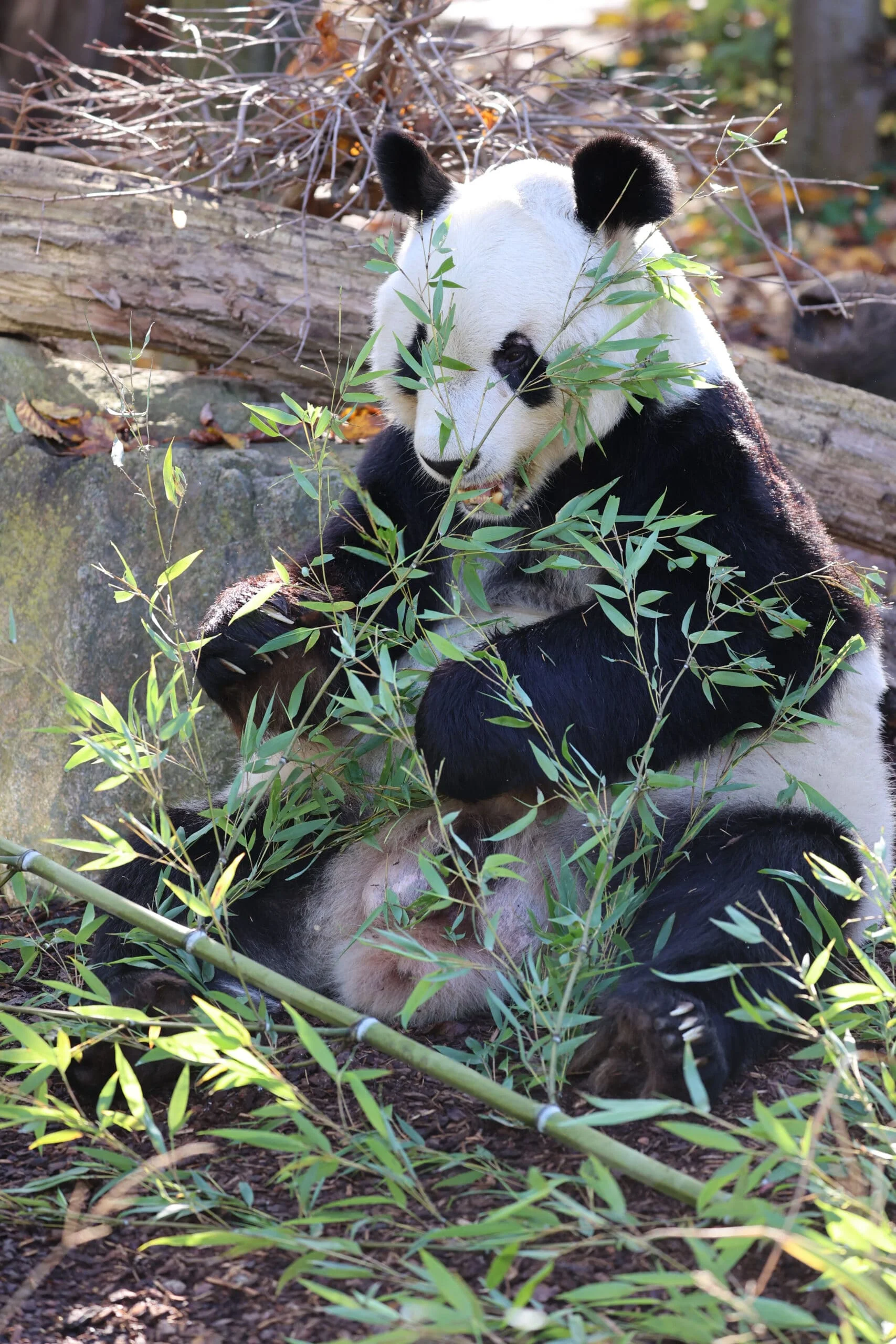 Tiergarten Schönbrunn