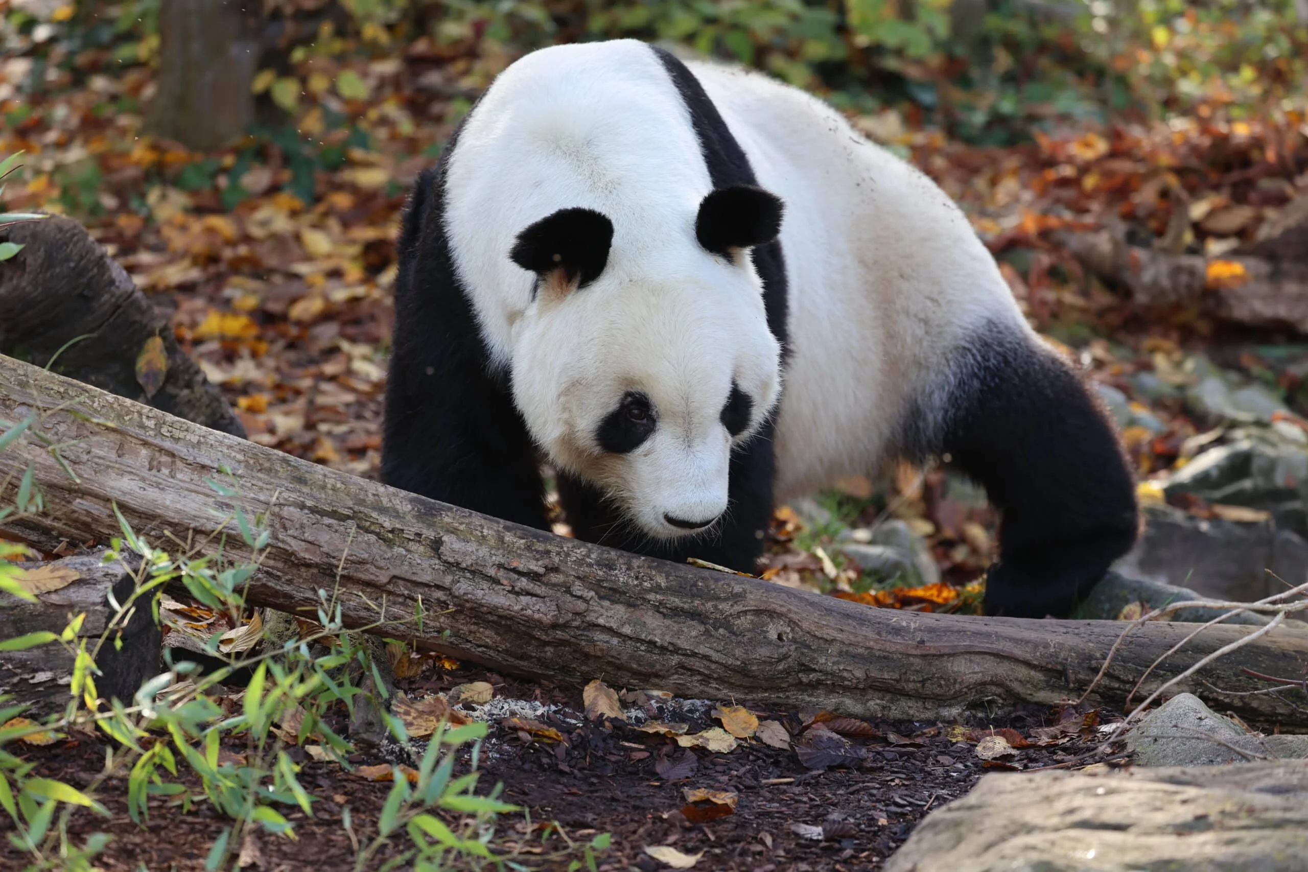 Tiergarten Schönbrunn