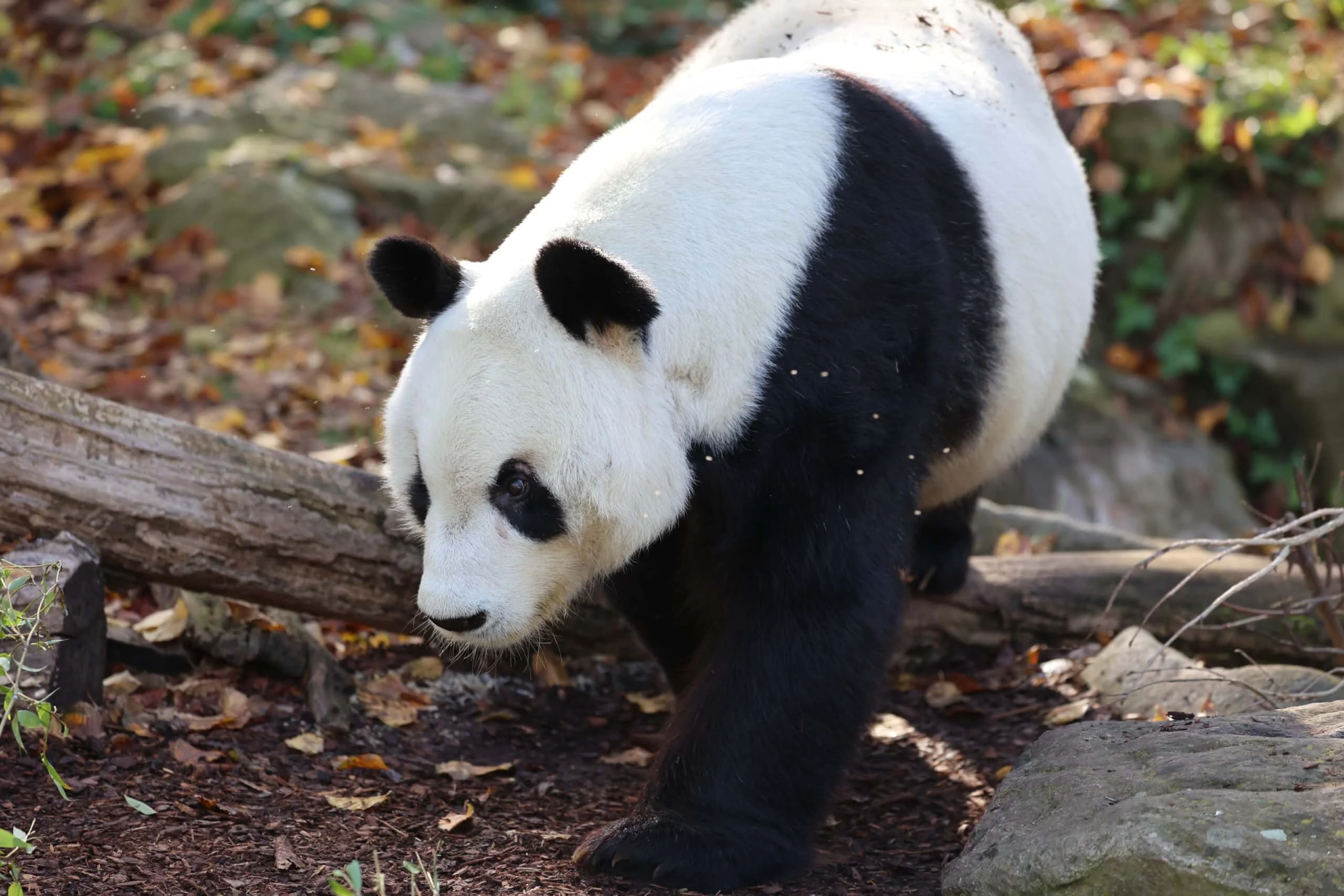 Tiergarten Schönbrunn