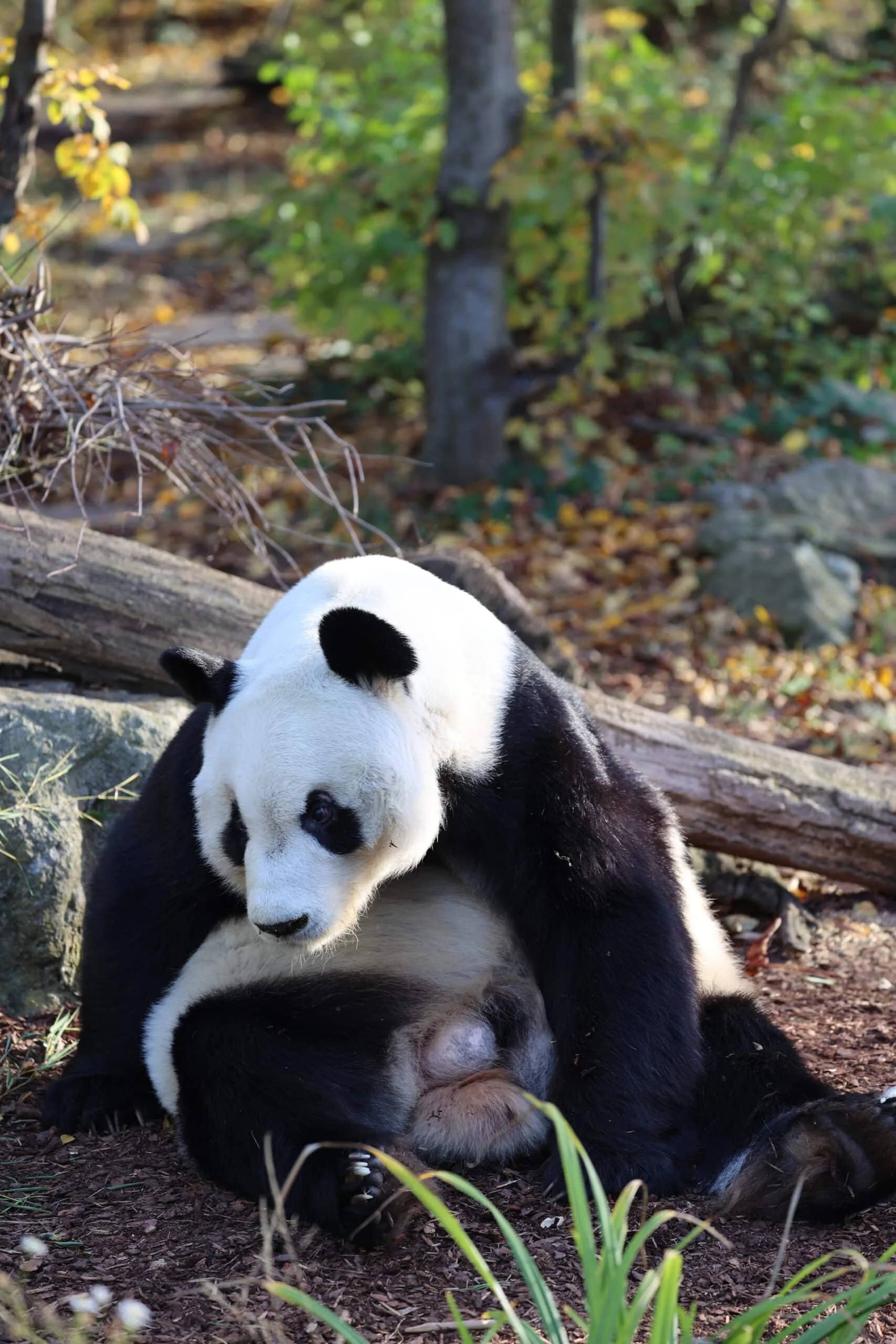 Tiergarten Schönbrunn