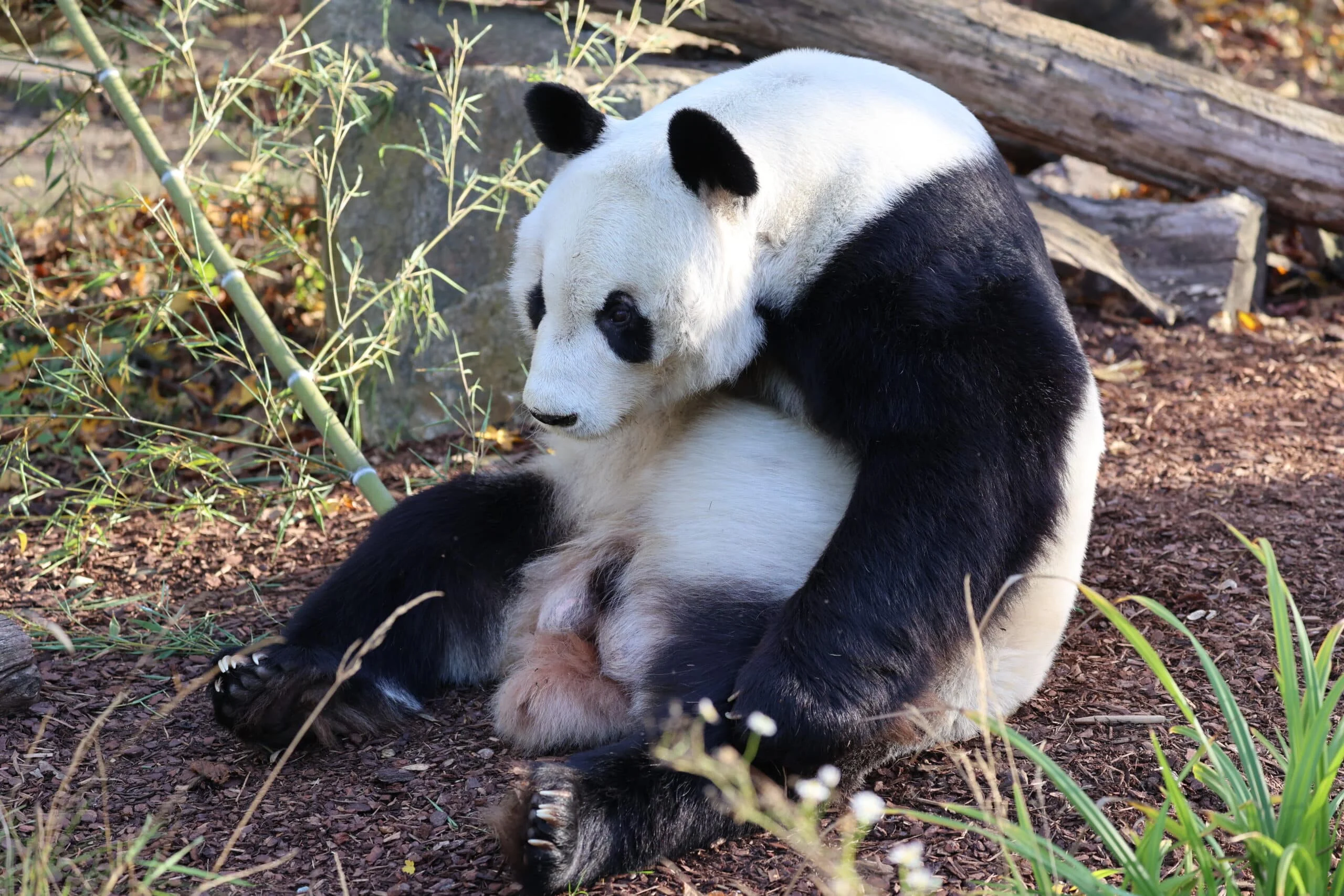Tiergarten Schönbrunn