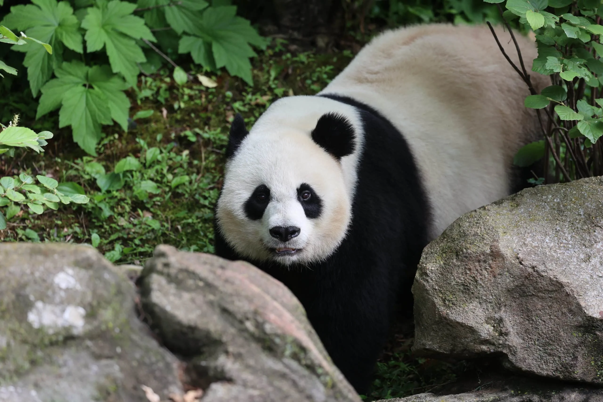 Smithsonian's National Zoo