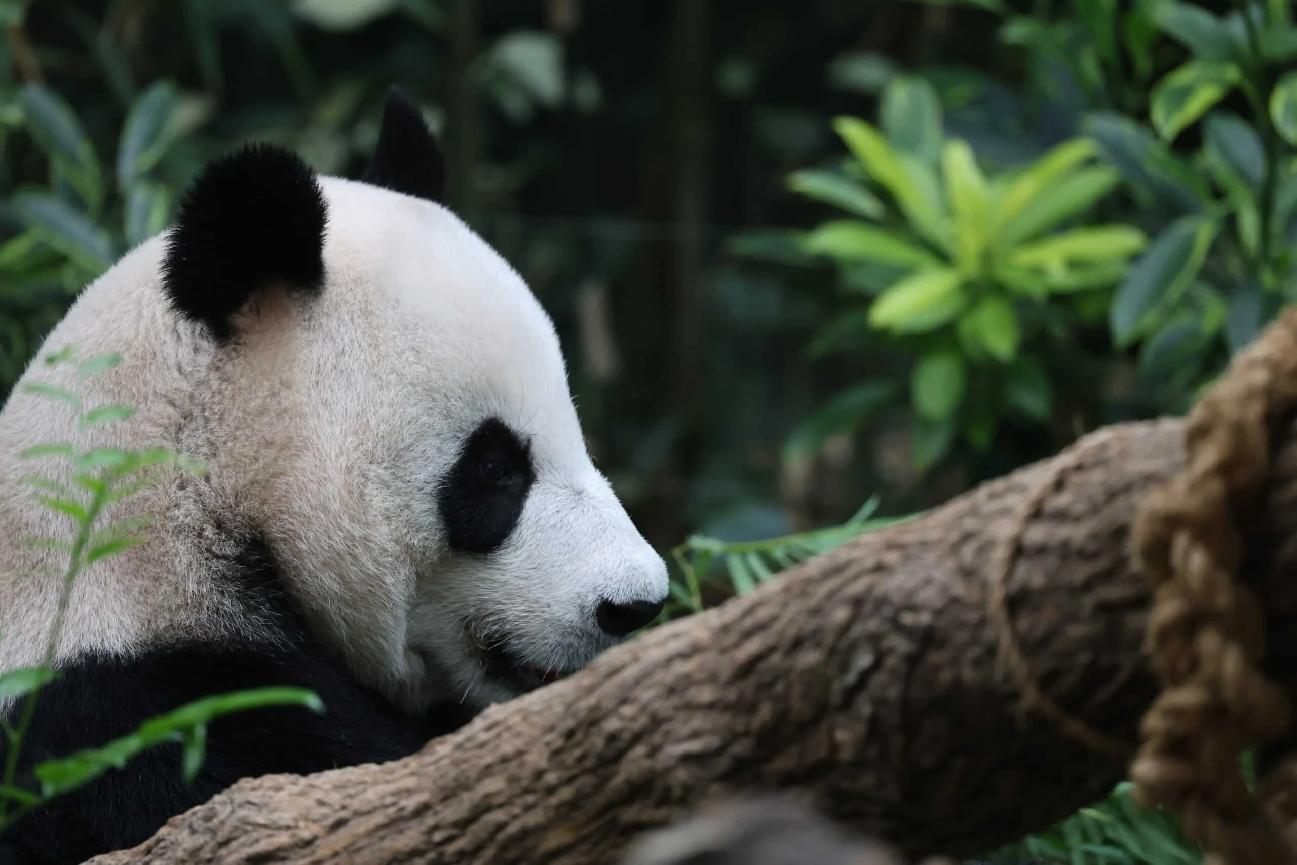 Mandai River Wonders