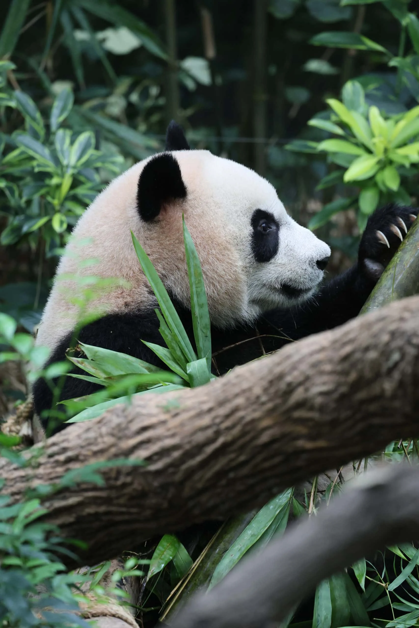 Mandai River Wonders