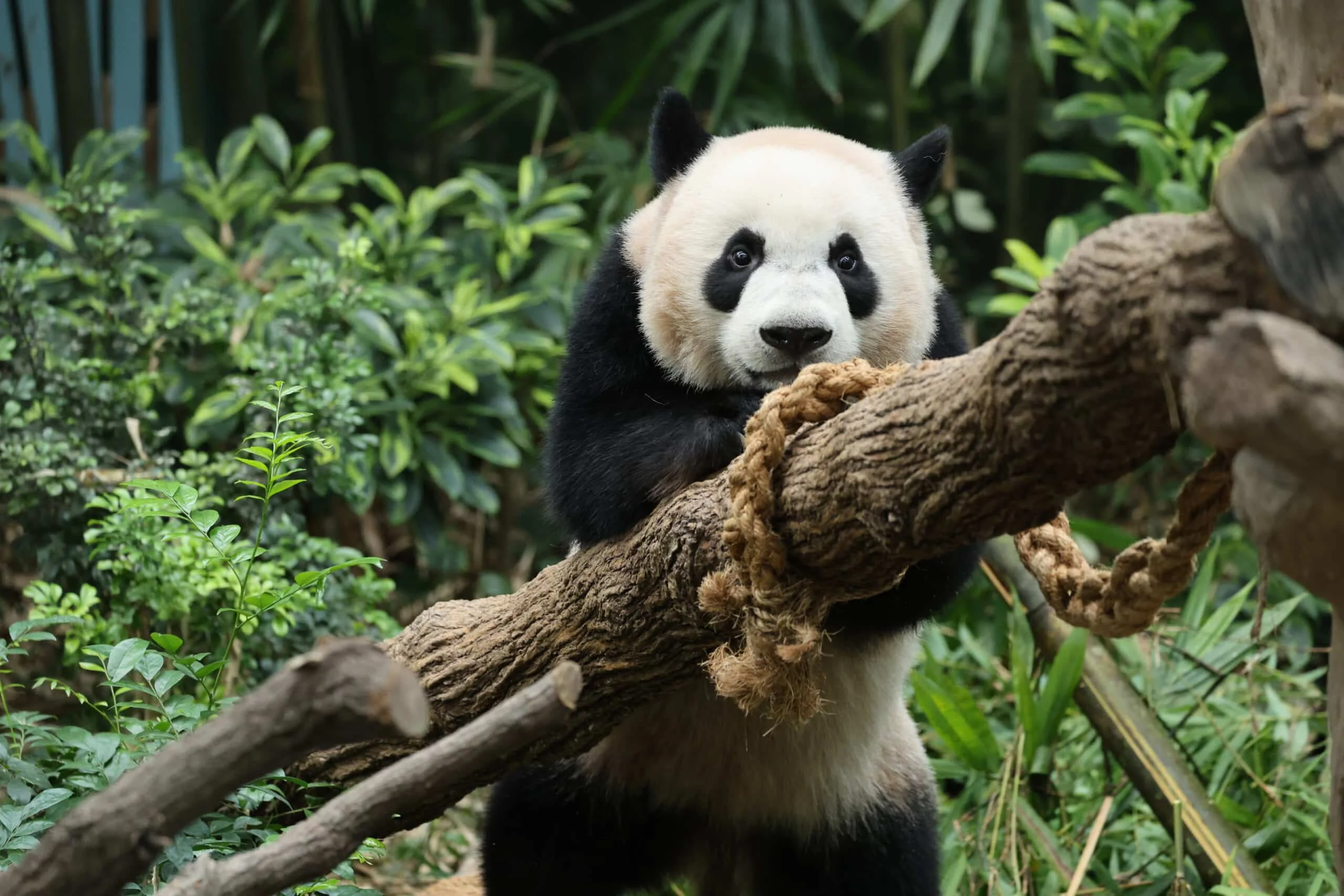 Mandai River Wonders