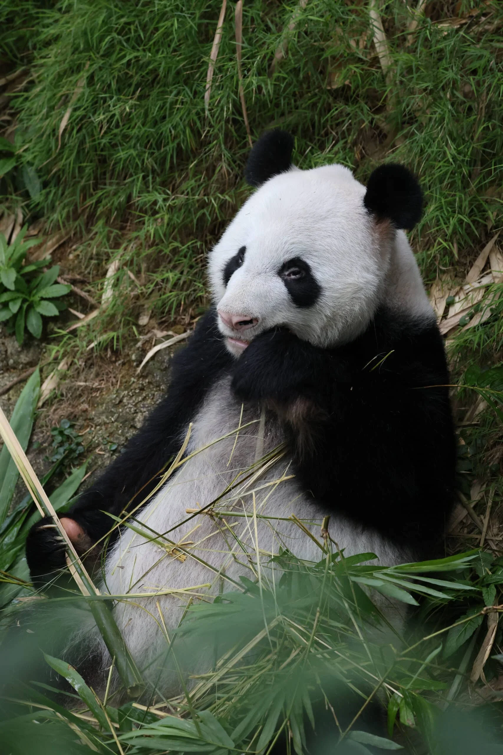 Mandai River Wonders