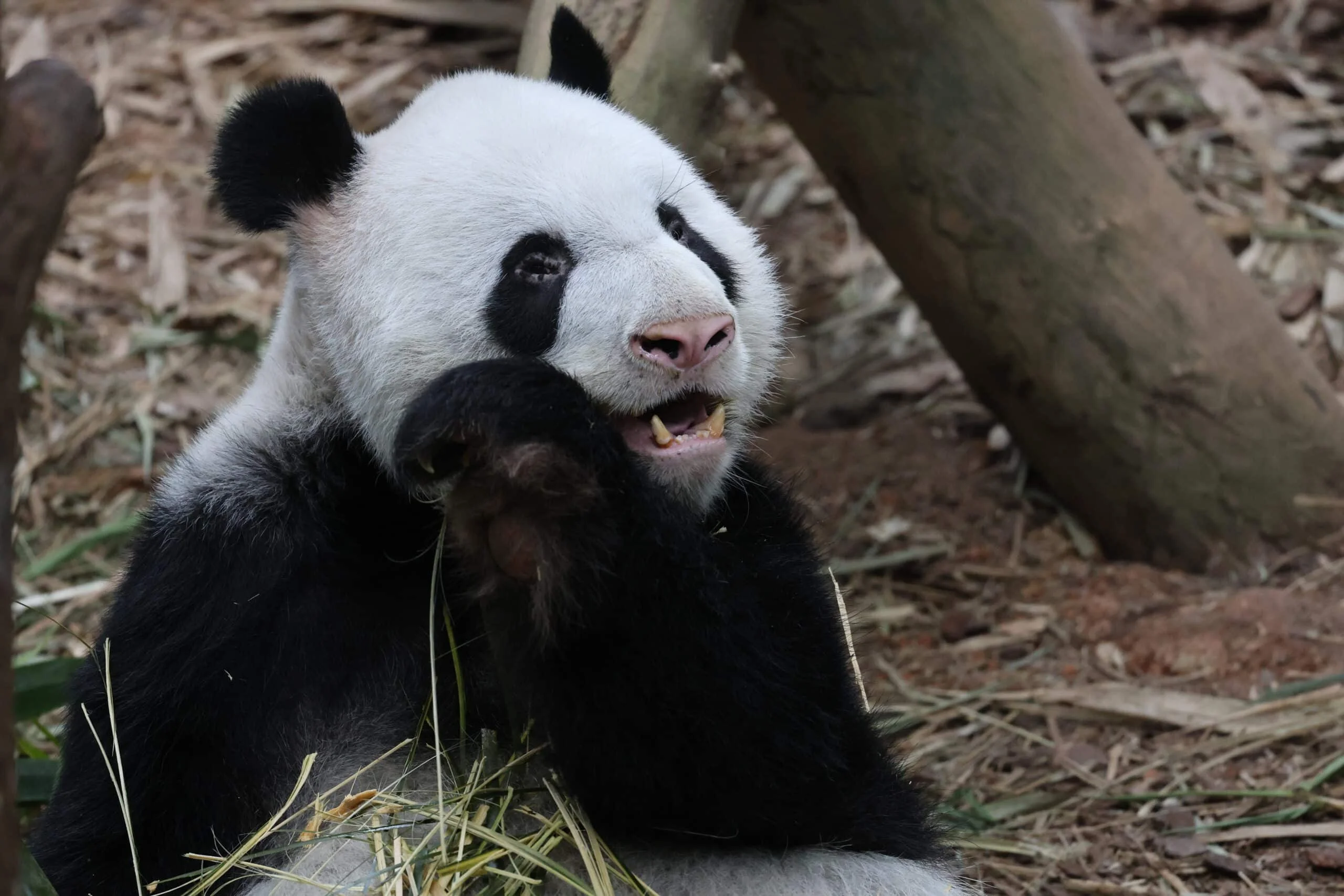 Mandai River Wonders