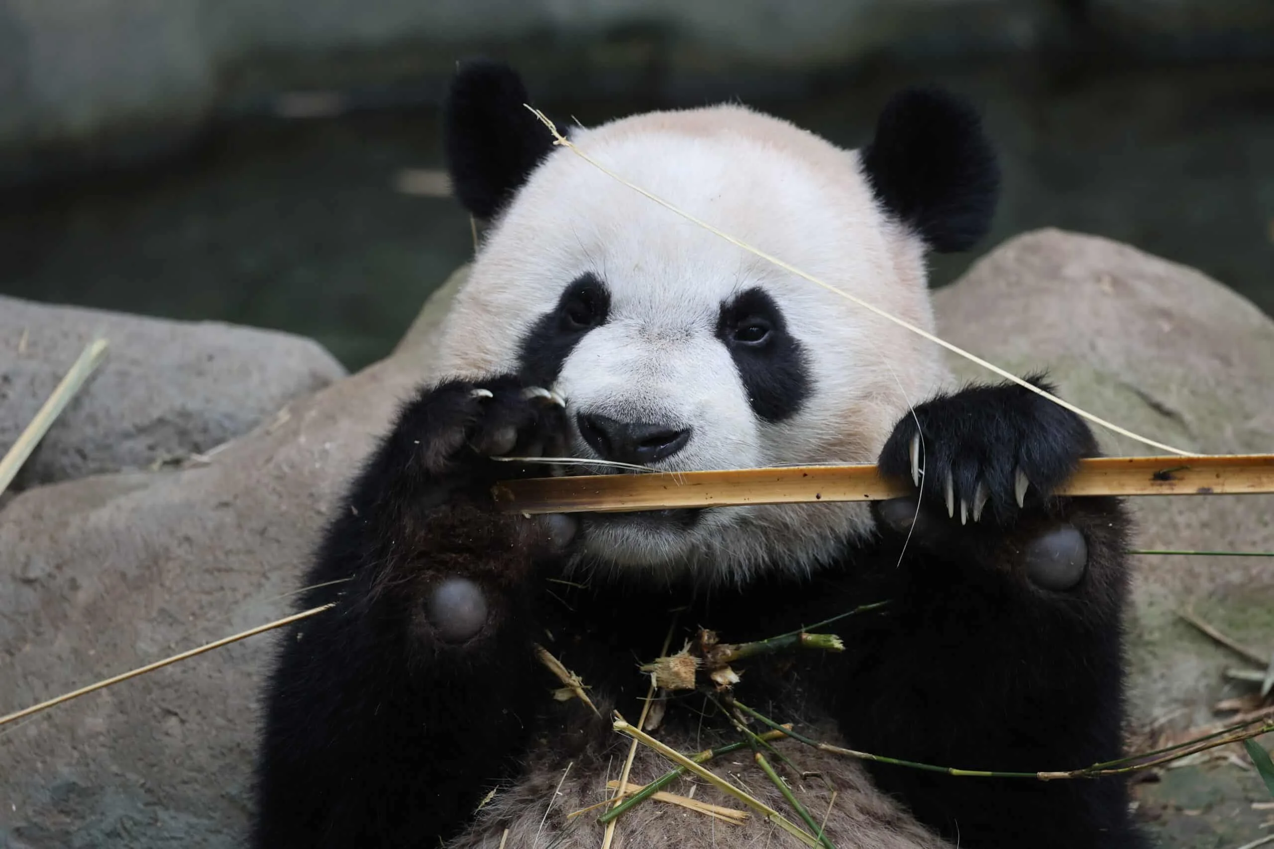 Mandai River Wonders