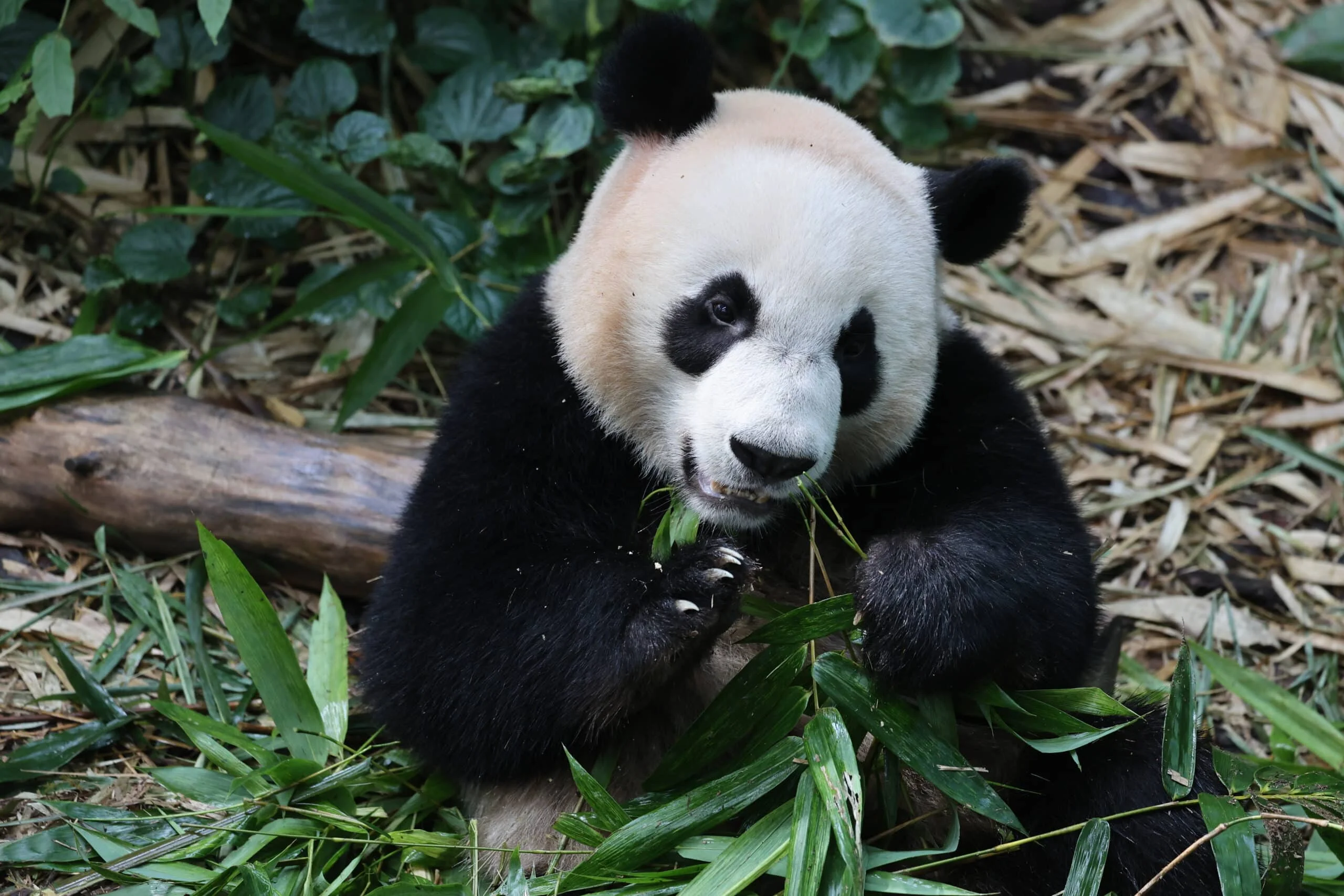 Mandai River Wonders